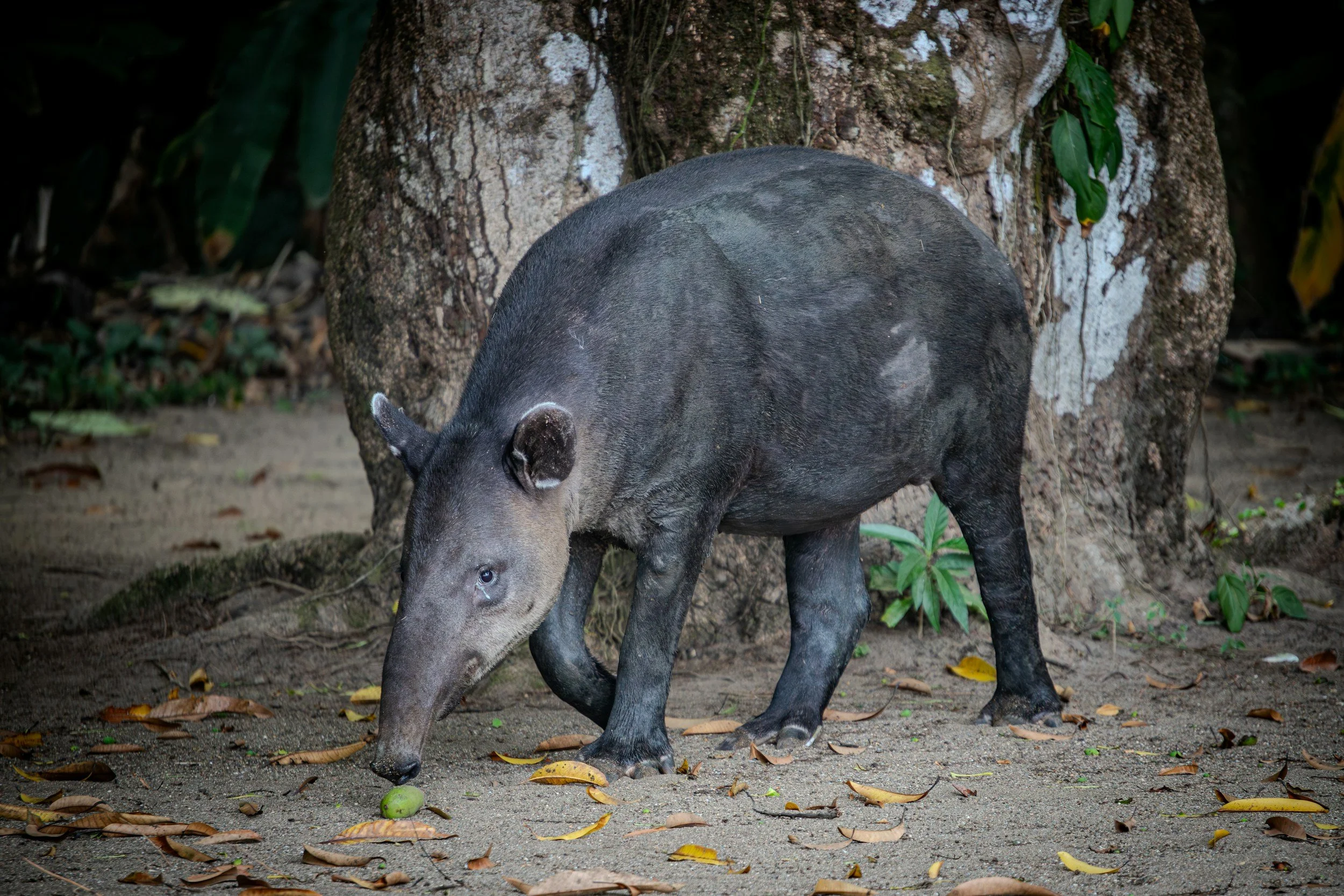 Baird's Tapir, Belize’s National Animal at Chan Chich Lodge