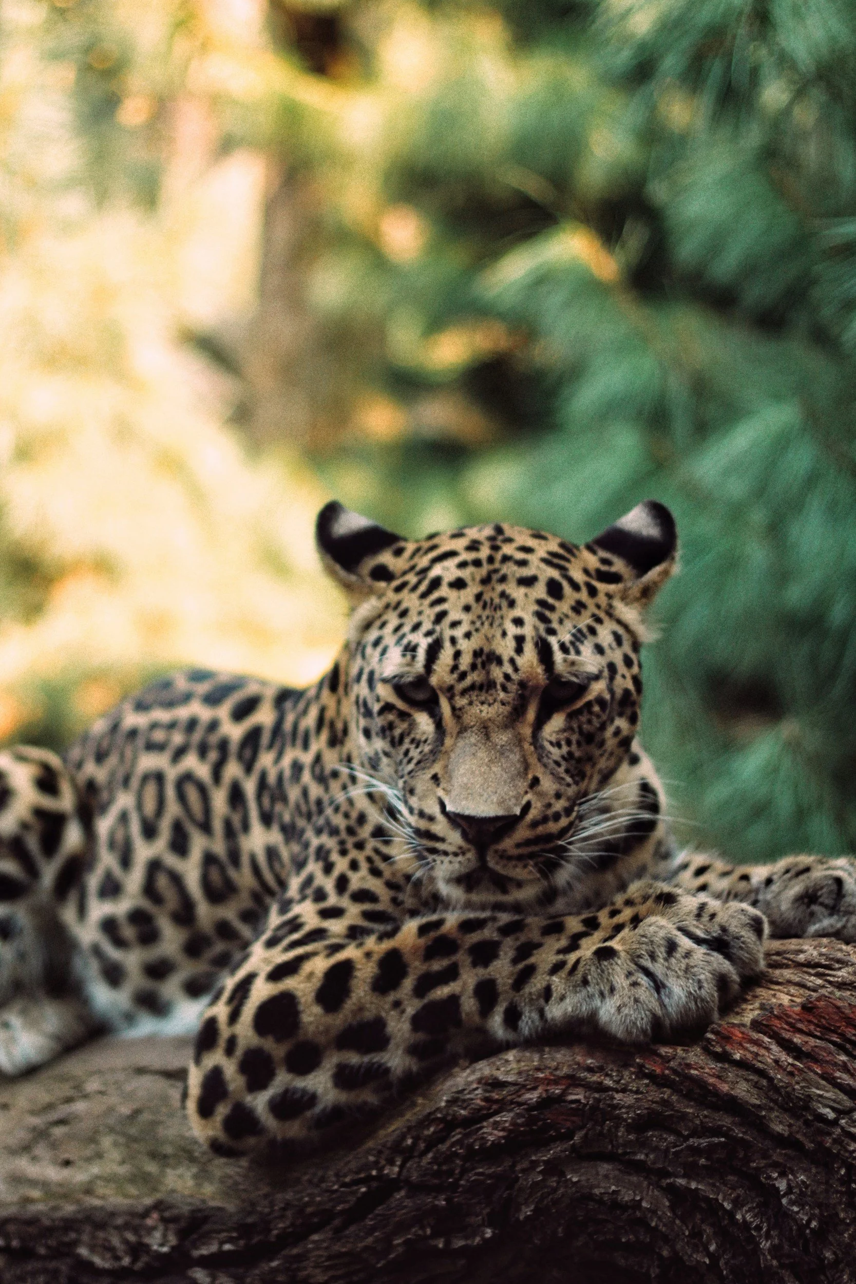 A jaguar resting on a tree branch, with foliage in the background.