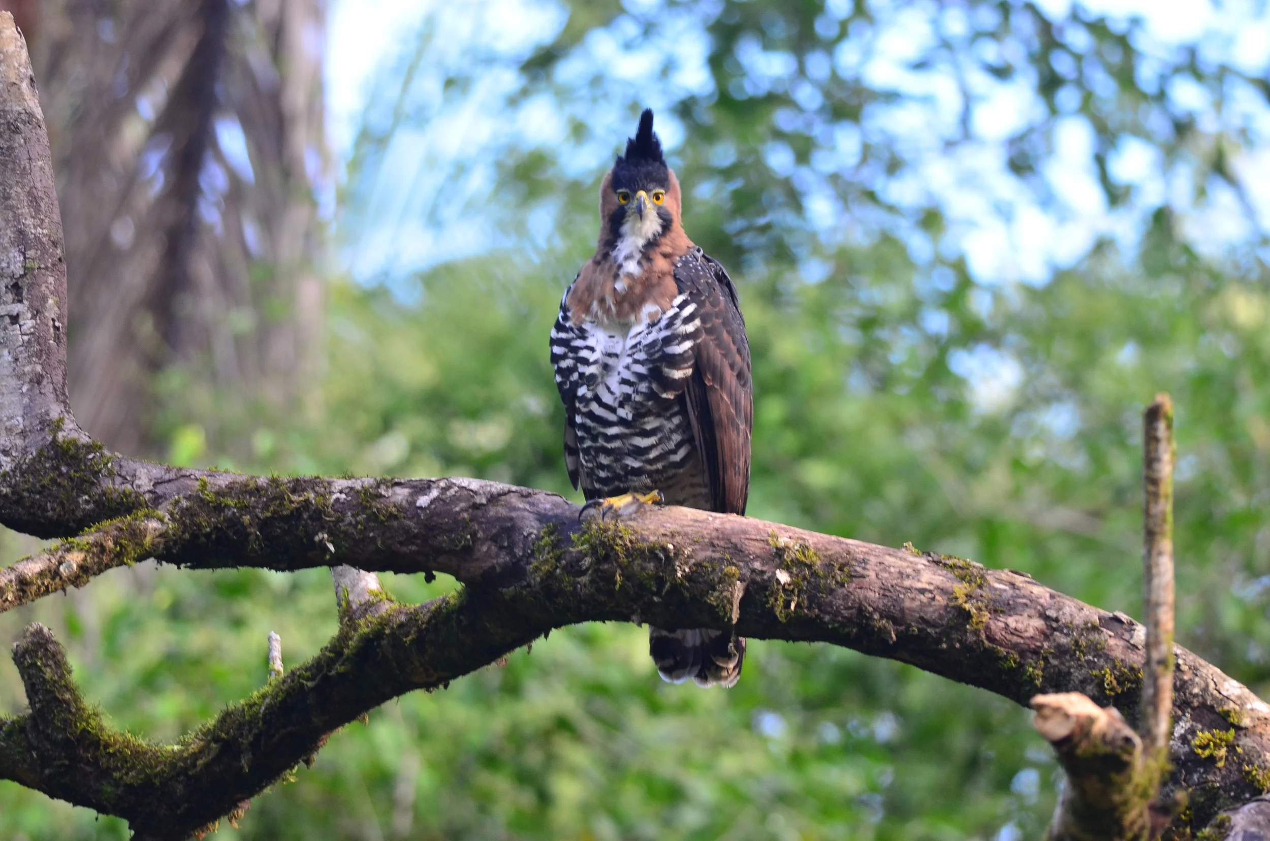 Rare Birds of Northern Belize, Recorded at Chan Chich