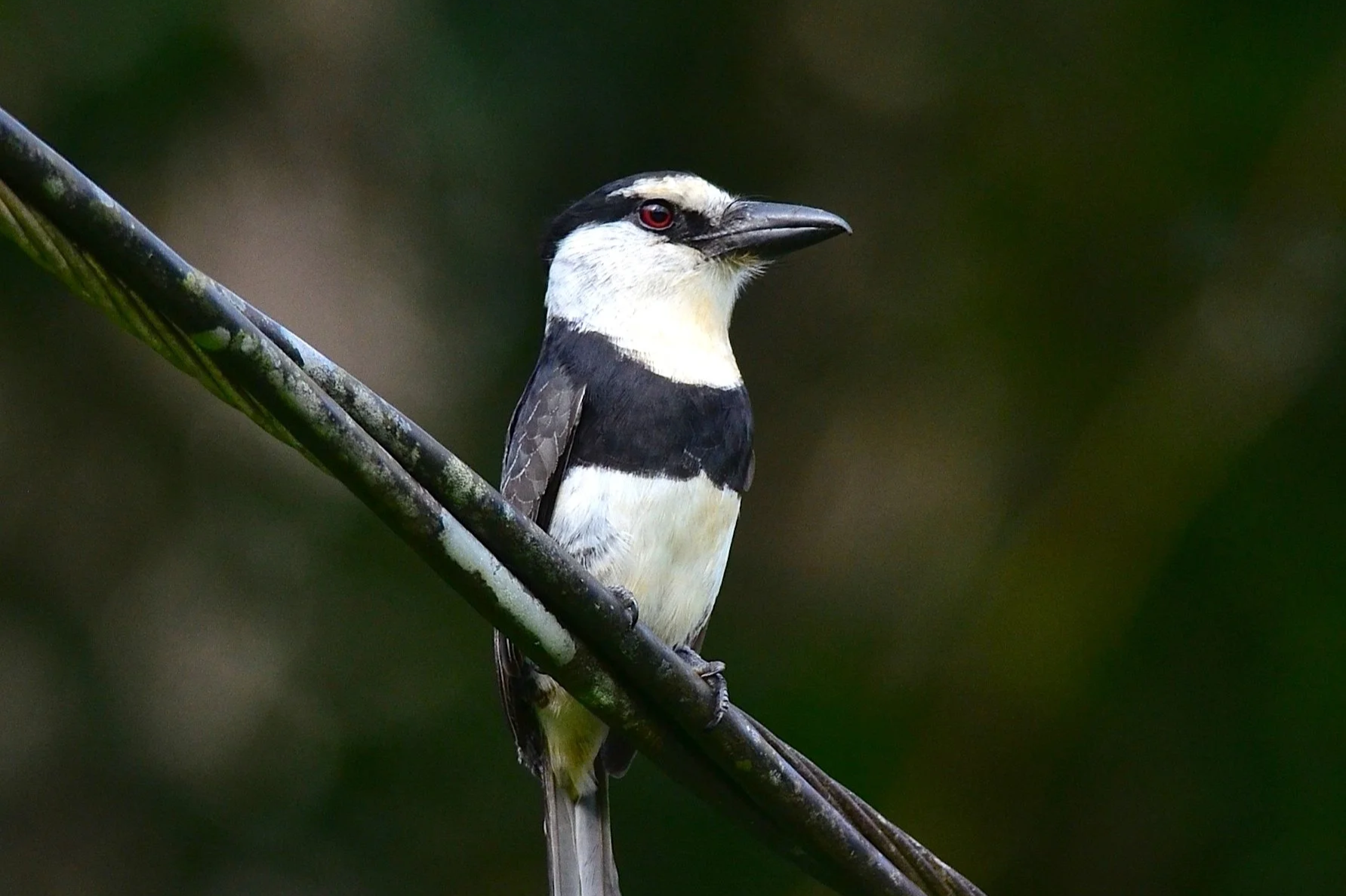 A woodpecker with black, white, and yellow plumage perched on a diagonal branch against a blurred dark green background.
