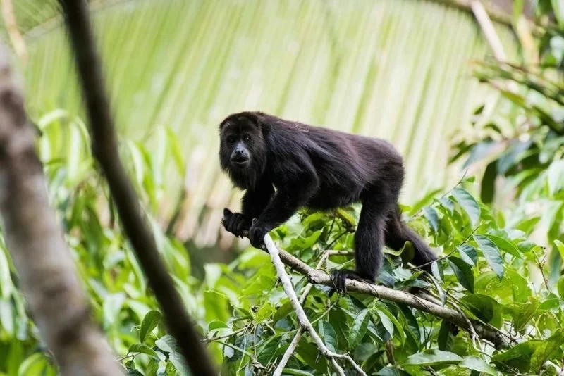 A black howler monkey perched on tree branches in a dense green jungle.