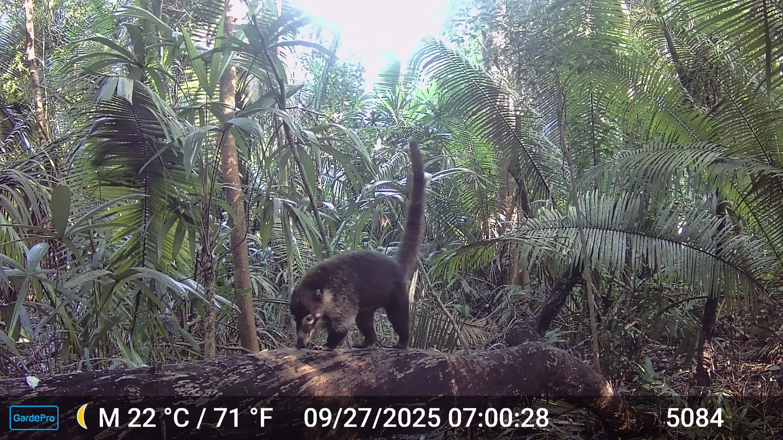 A small animal, possibly a raccoon or similar, walking on a log in a dense jungle with lush green foliage and tall trees, sunlight filtering through the canopy.