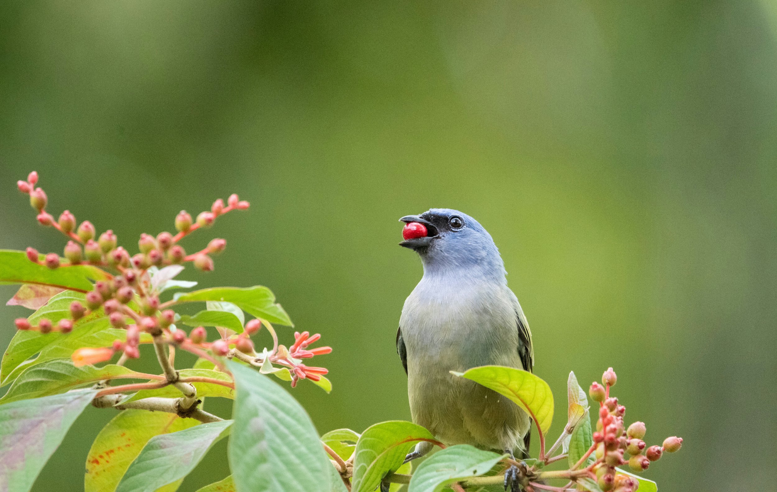 A bird with gray and green feathers holding a red berry in its beak, perched among green leaves and pink flower buds against a blurred green background.