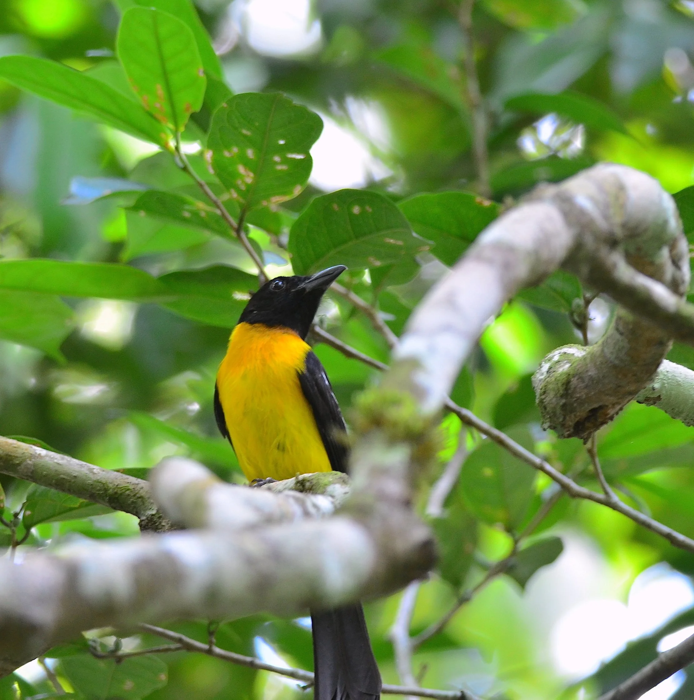black headed shrike taniger.JPG