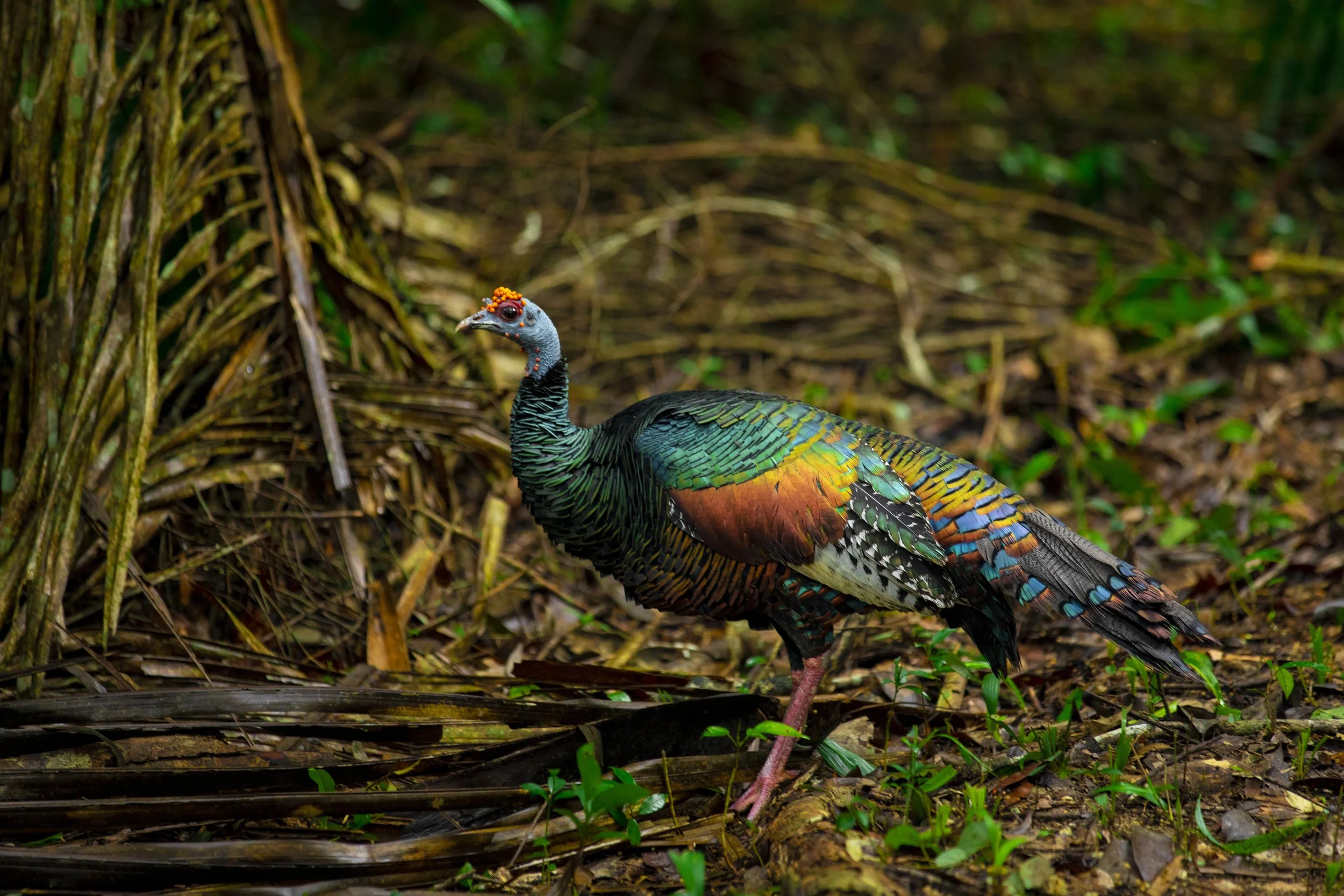 Ocellated turkey walking over leaf litter on the rainforest floor