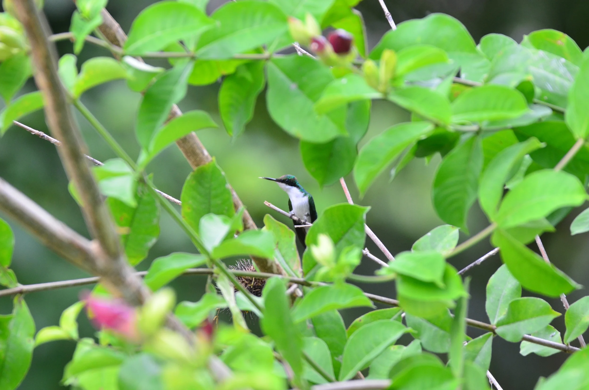 DSC_3528.JPG