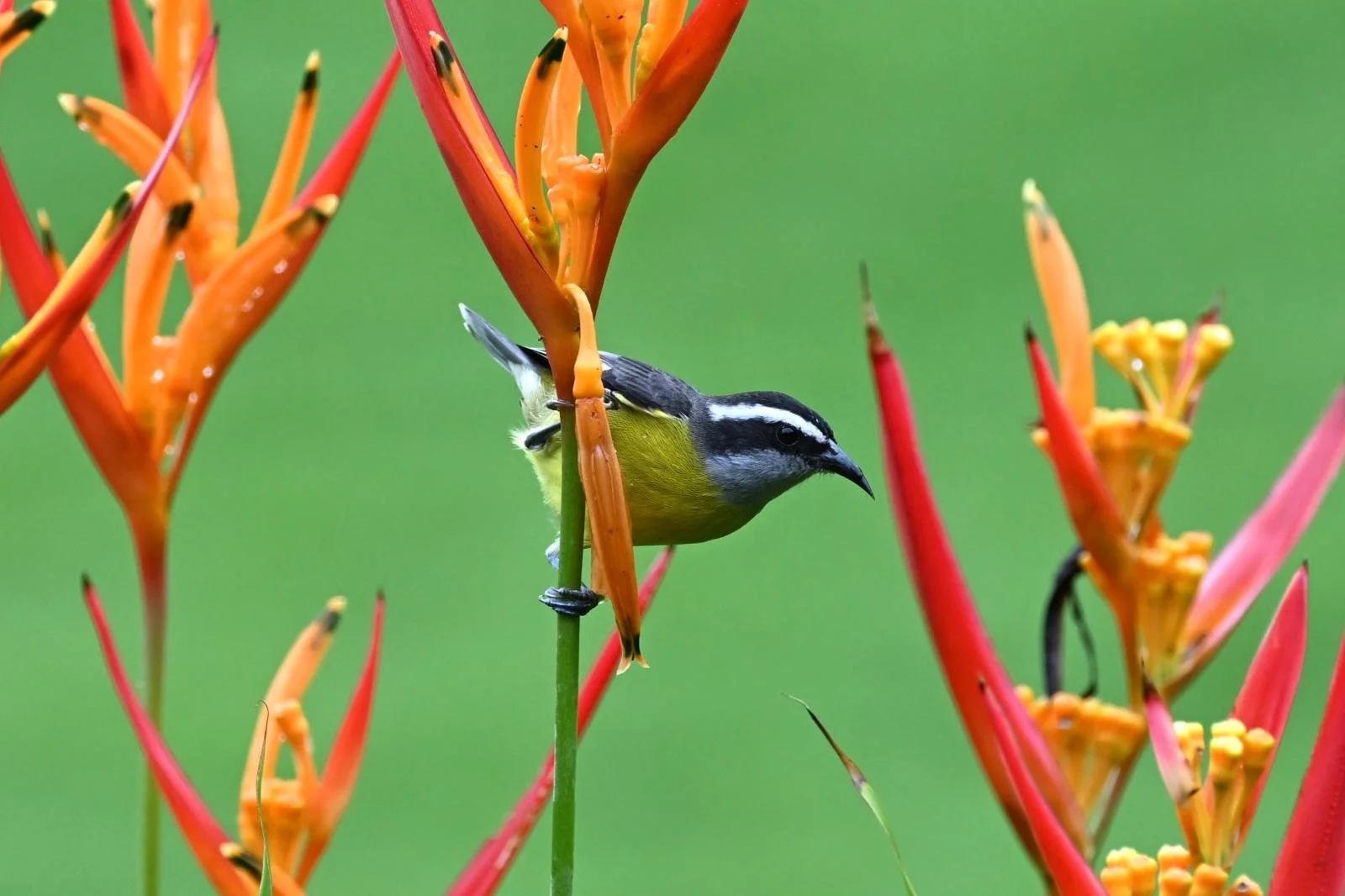 A small yellow bird with black and white markings perches upside down on a green stem among red and orange tropical flowers with yellow centers.