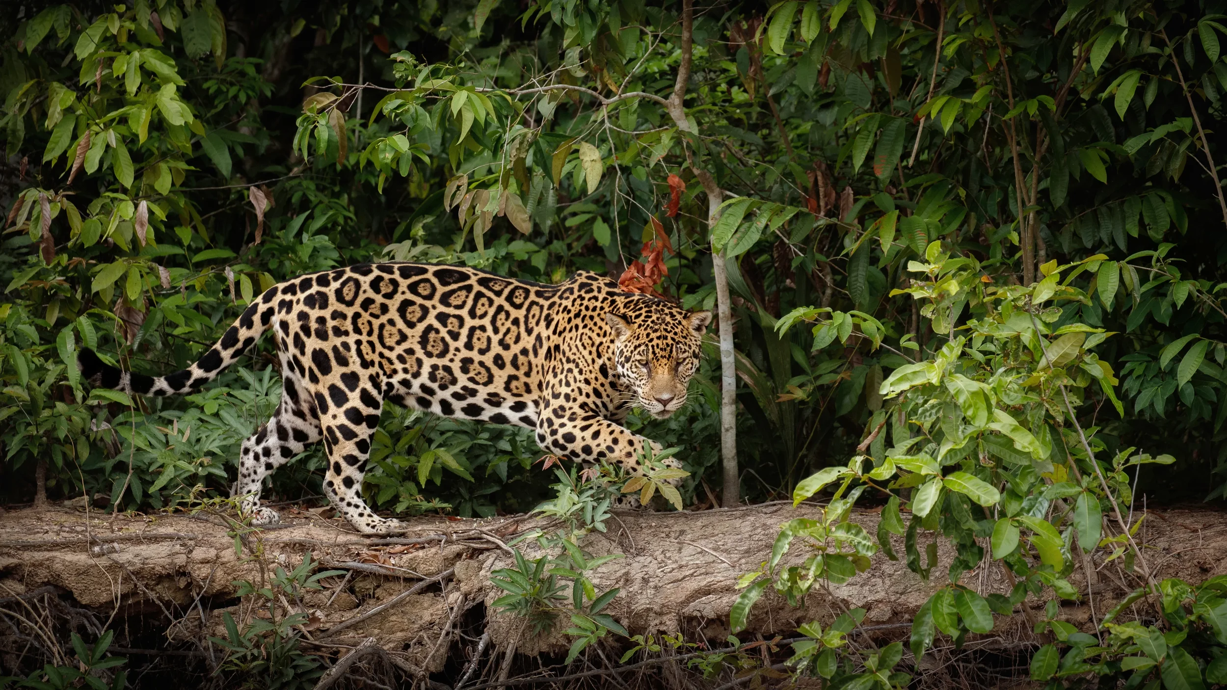 International Jaguar Day at Chan Chich Lodge