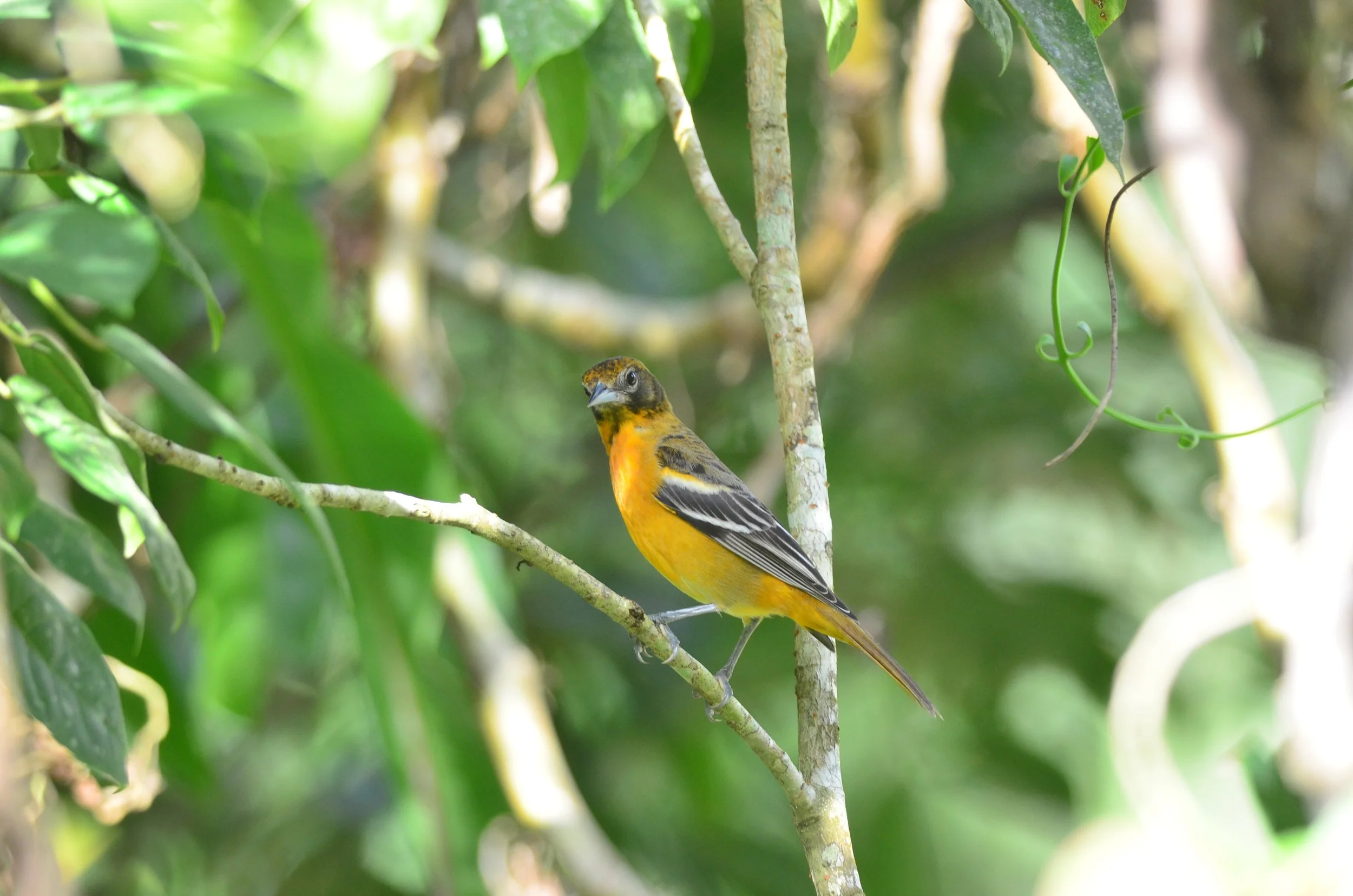 DSC_0624.JPG