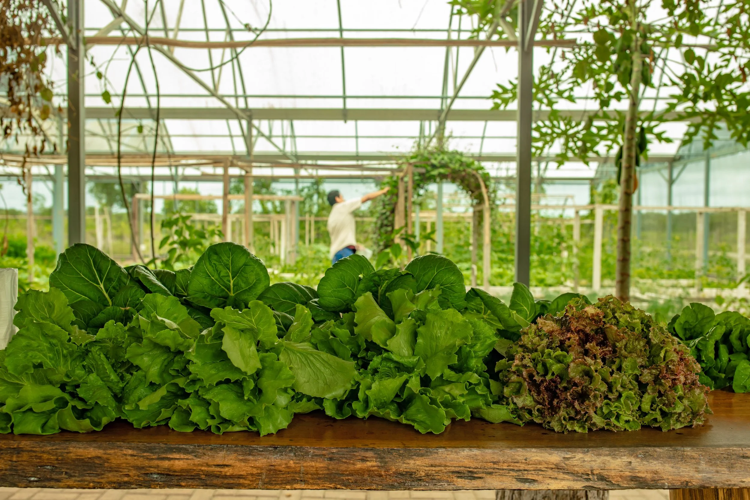 Rows of green and red leaf lettuce growing in a greenhouse