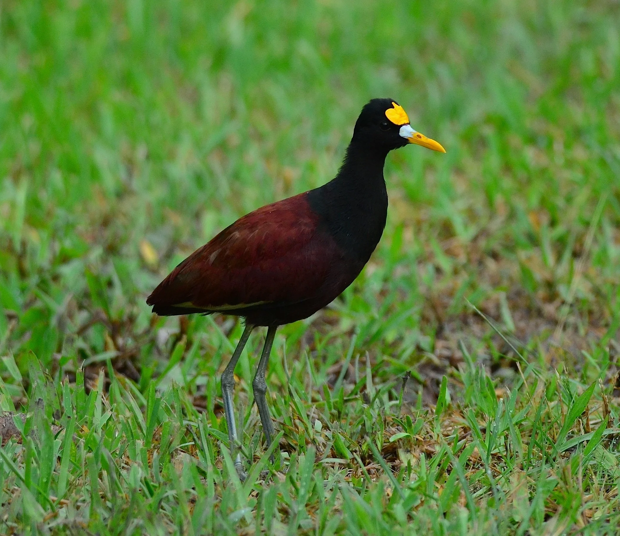 DSC_1129.JPG