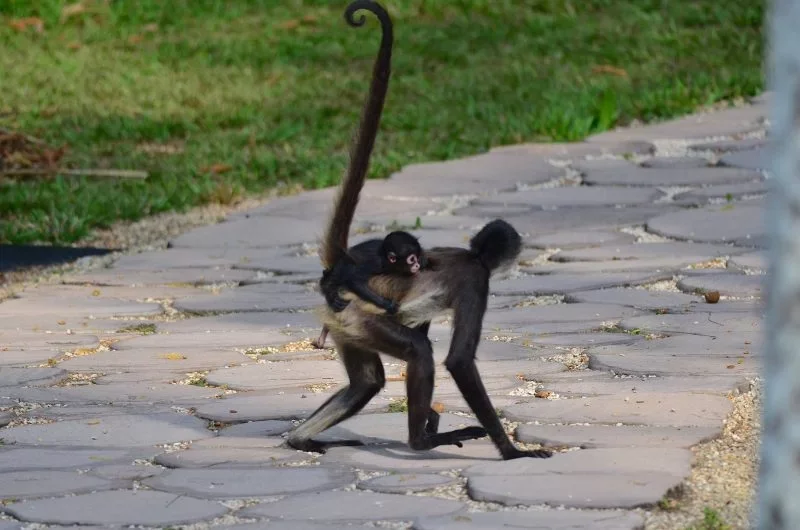 A black and white spider monkey with a long tail, sitting on a stone pathway in a grassy area.