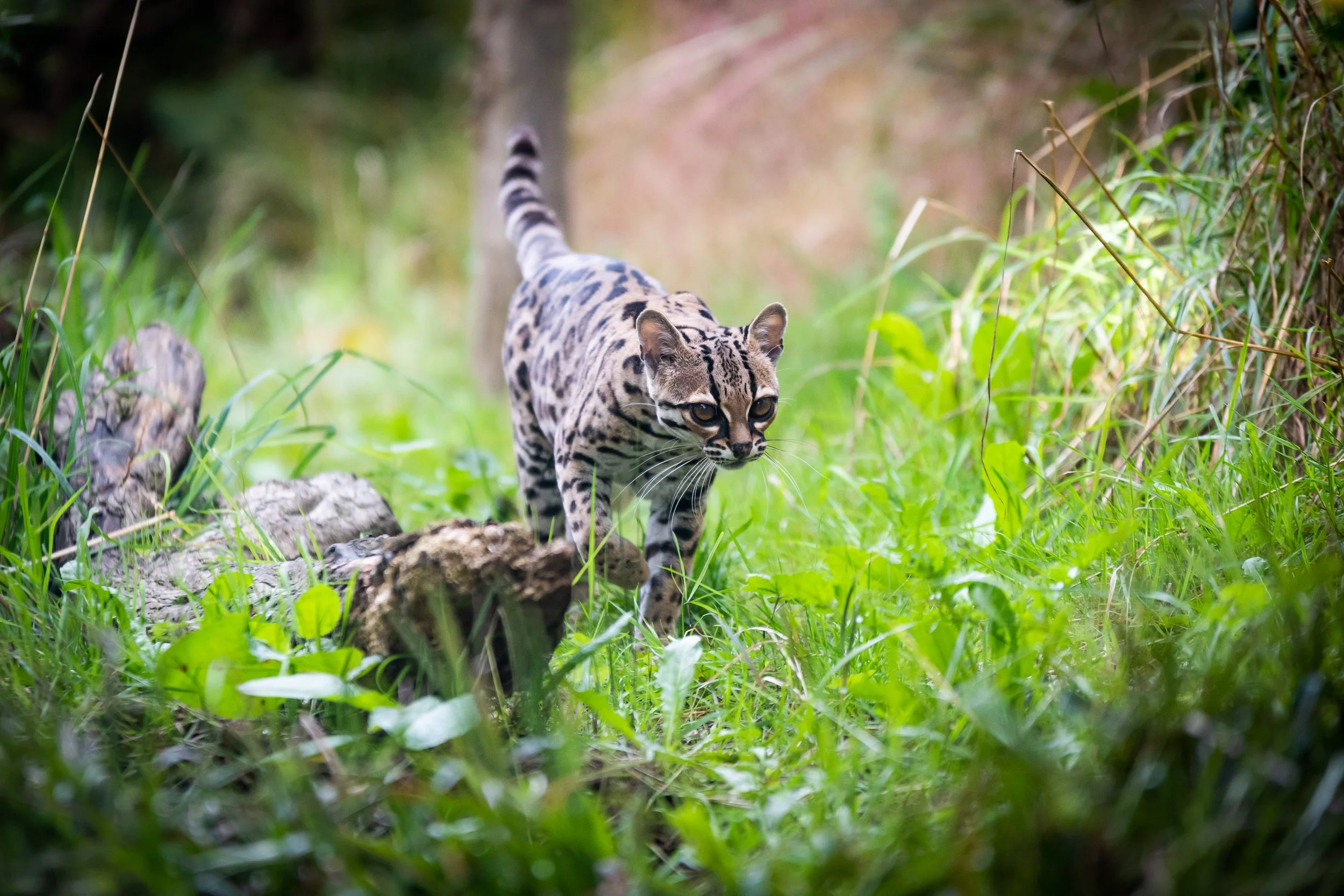 A jaguar walking through lush green grass and dense forest with trees in the background.