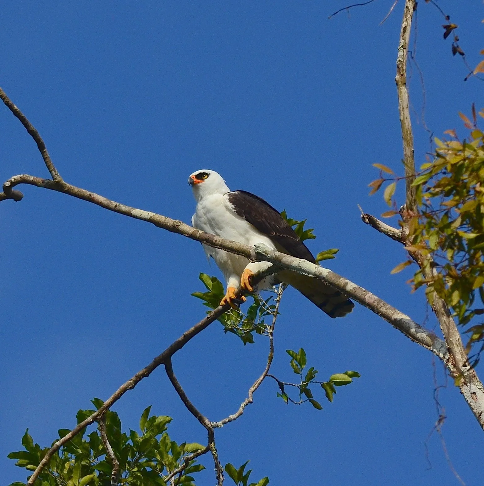 DSC_2466.JPG