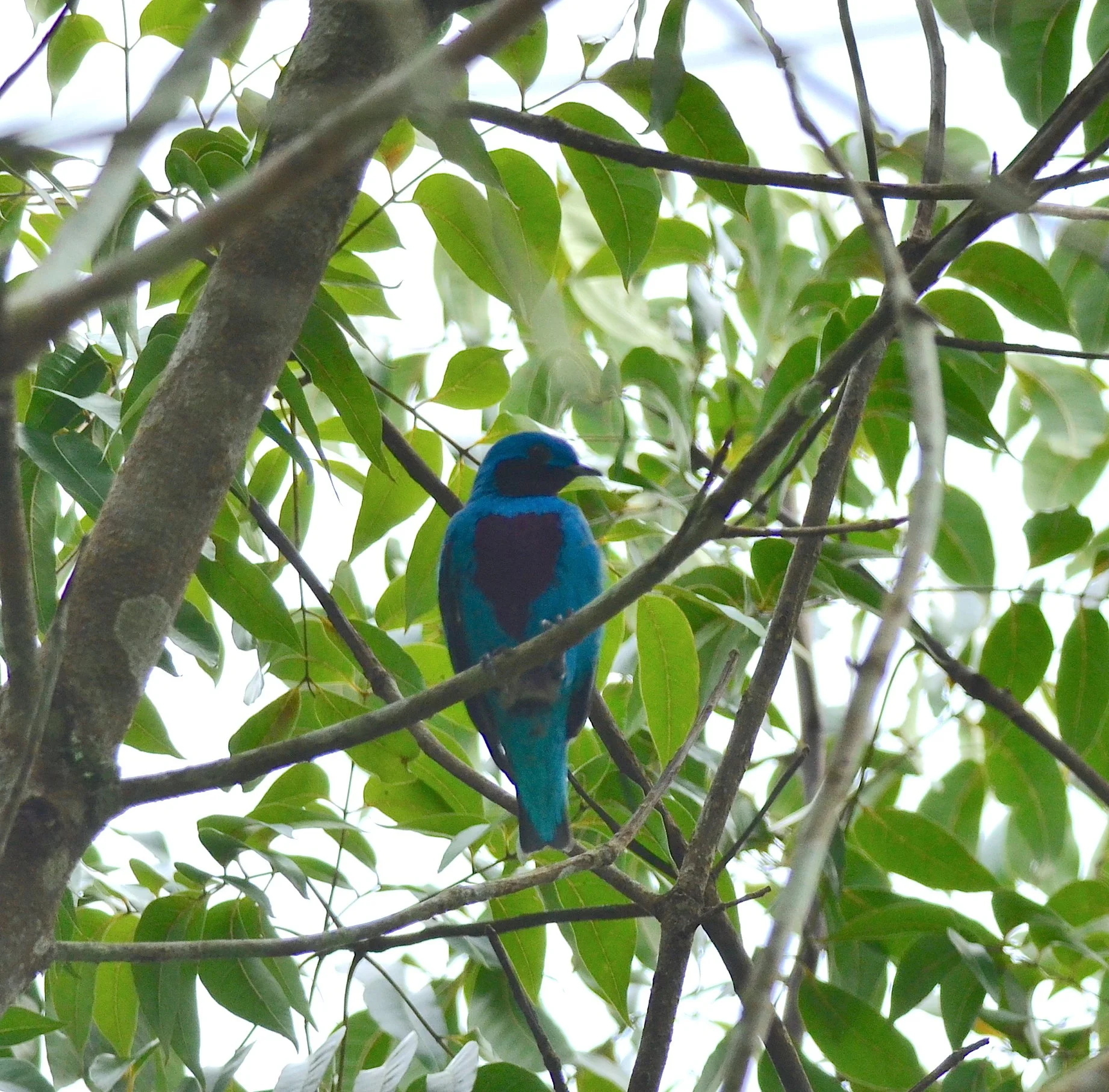 DSC_4850.JPG