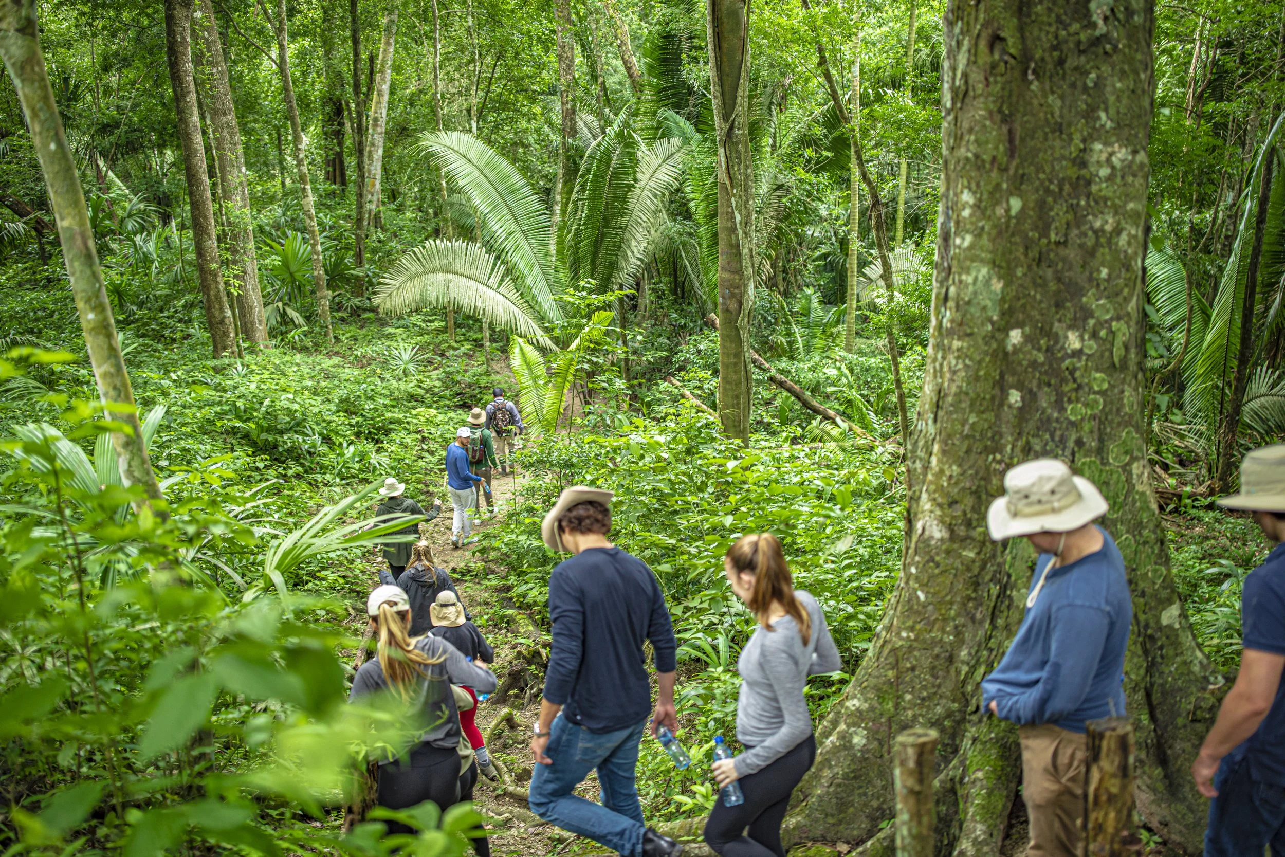 Group walking a rainforest trail between tall trees and large-leaved plants
