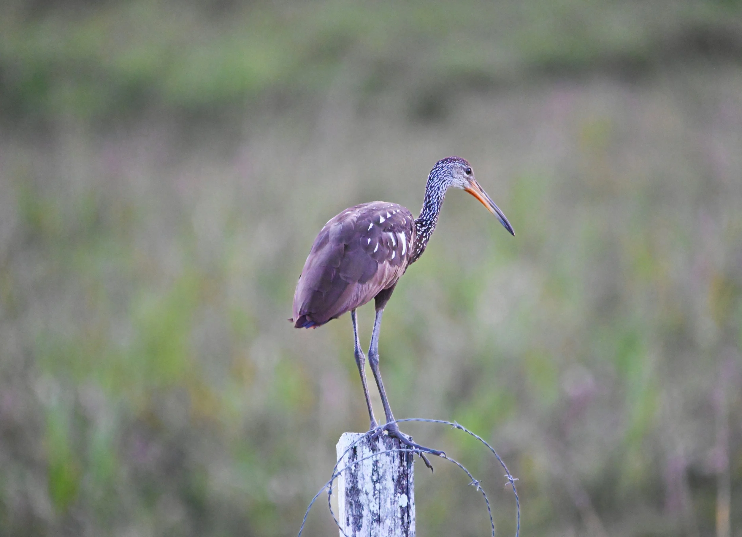 DSC_0117.jpg
