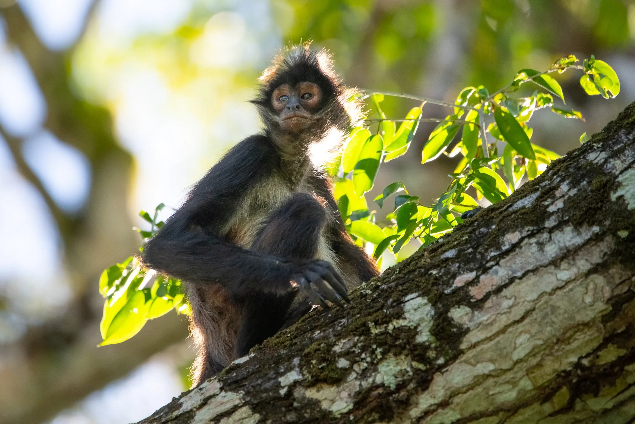 A small black monkey with a pink face sitting on a tree branch among green leaves, looking to the side with sunlight shining through the foliage.