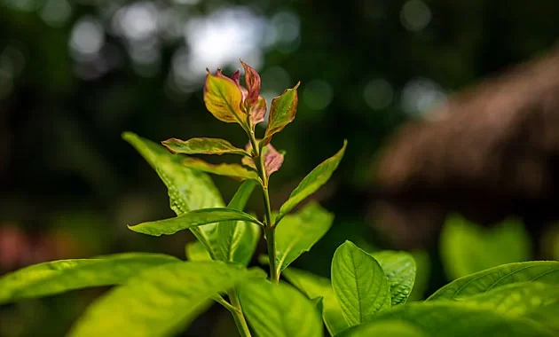 Close-up of a young green and reddish plant with broad leaves, outdoors with a blurred natural background.