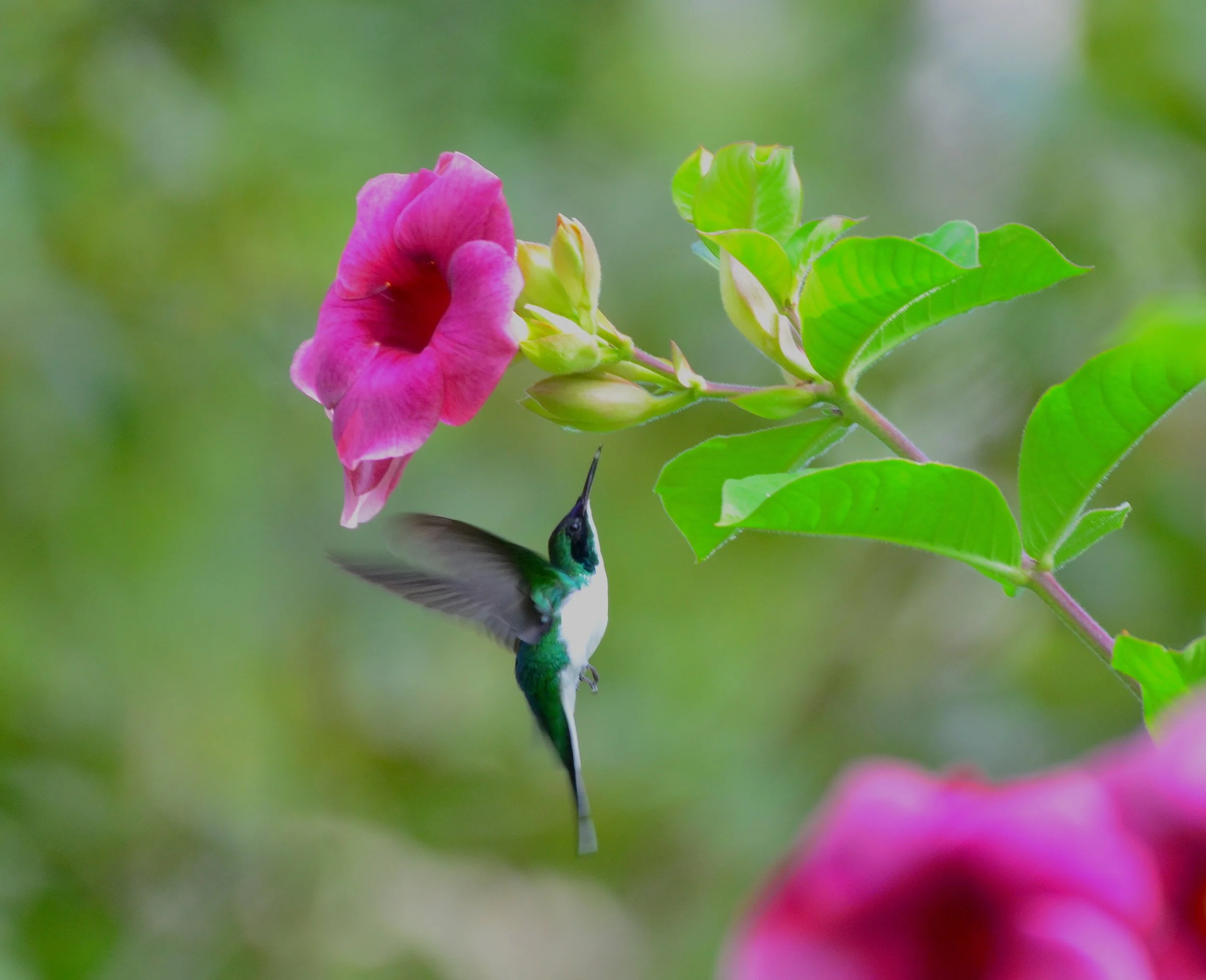 A hummingbird with green and black feathers feeding from a pink flower on a green leafy branch.