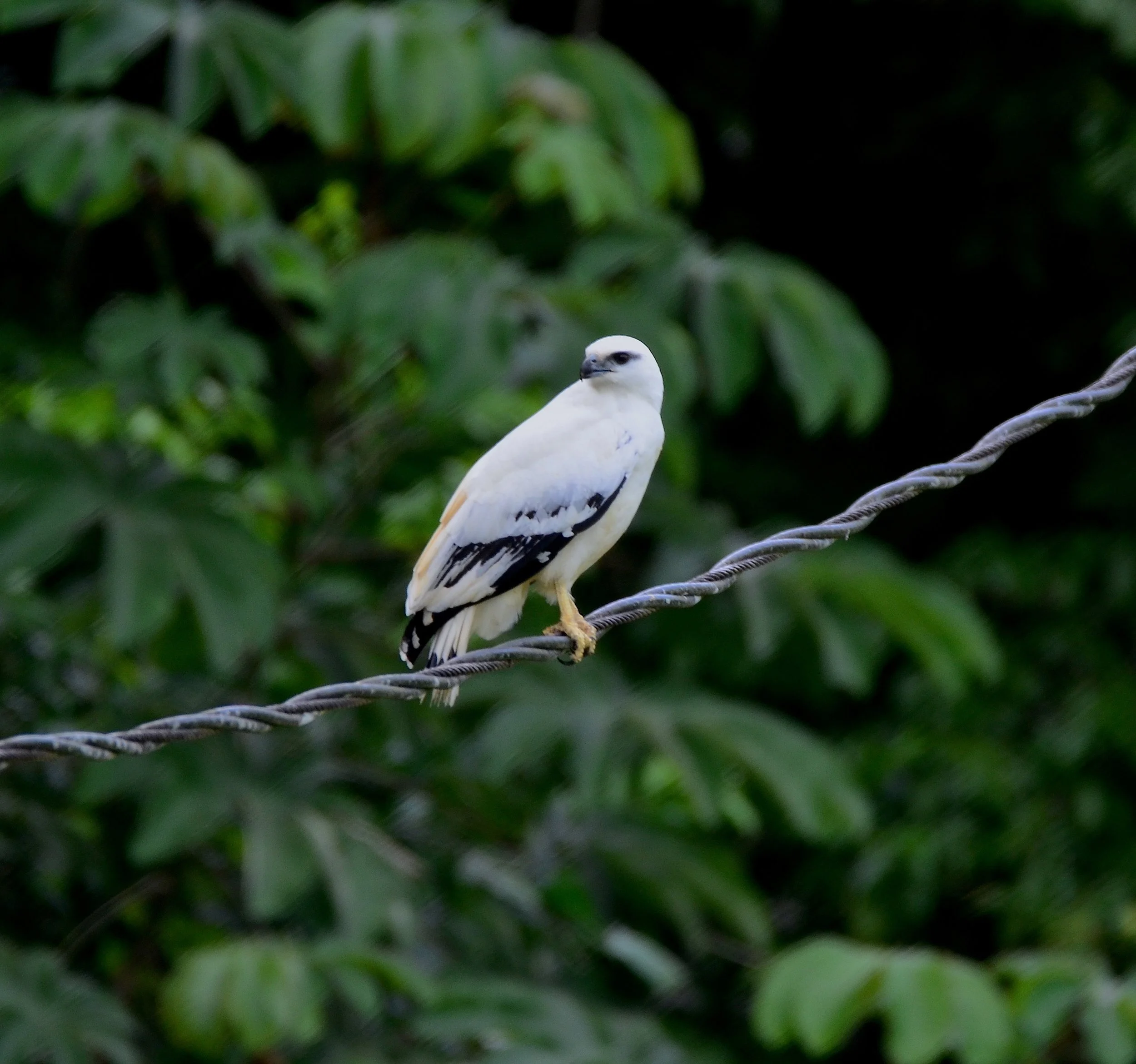 DSC_1835.JPG
