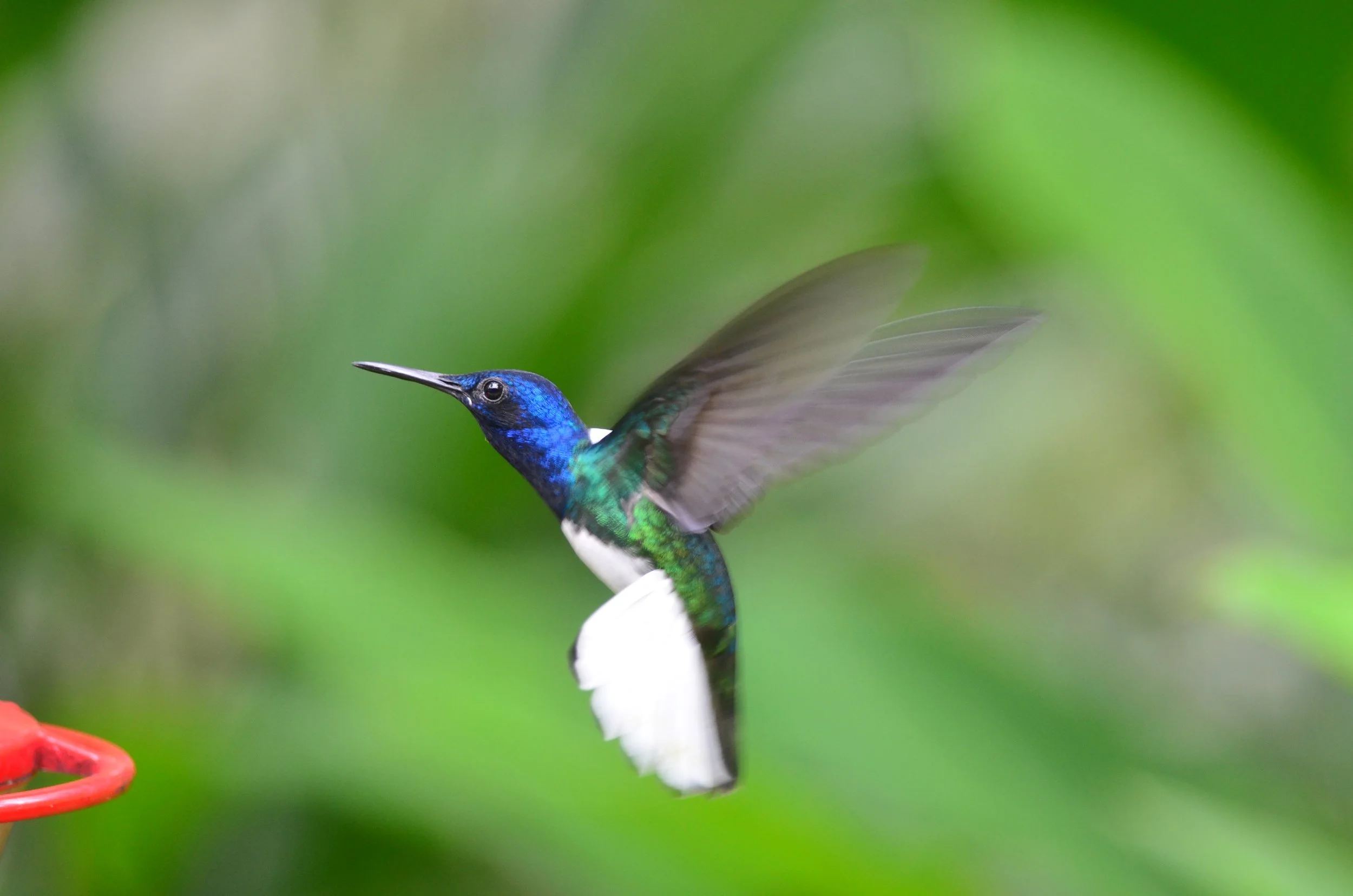 Hummingbird with a blue head and white belly hovering near a red feeder