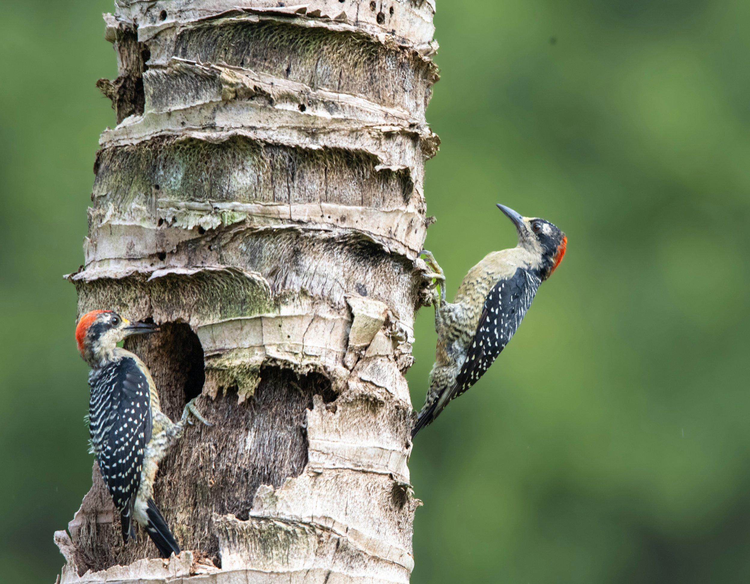 A woodpecker with a black and white body and a red crown on its head pecking at a tree trunk.