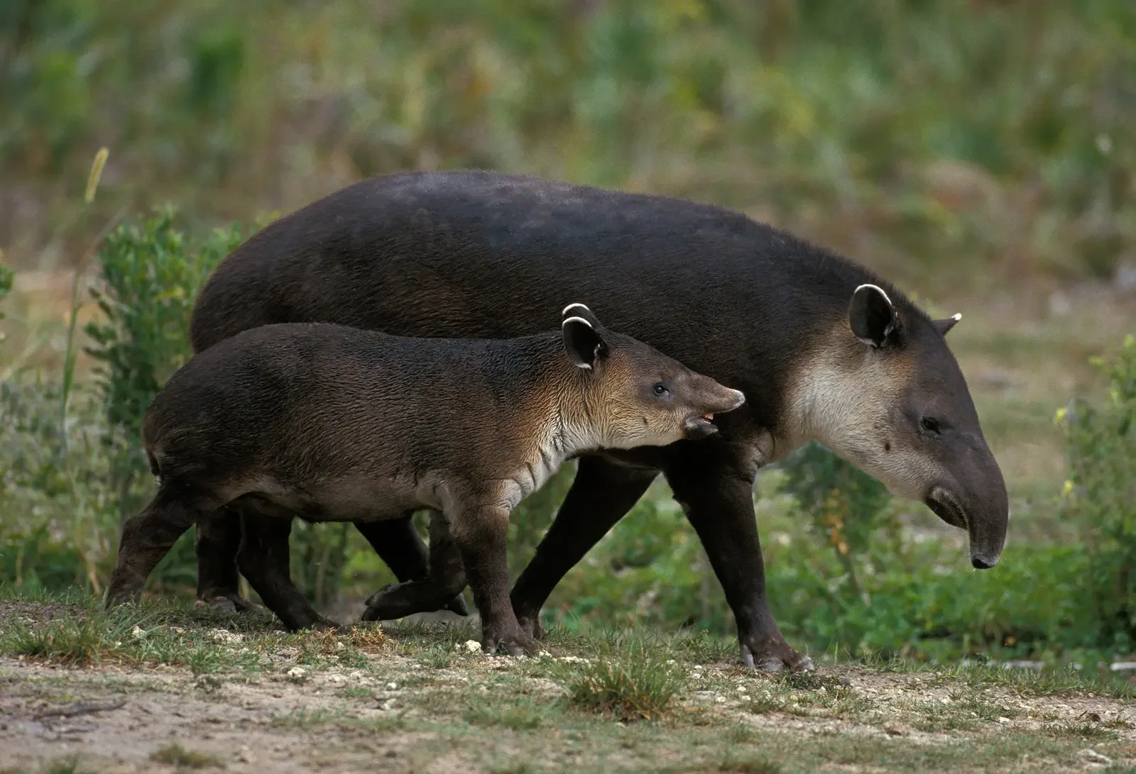 A tapir walking on the grass with its young companion walking close beside it.