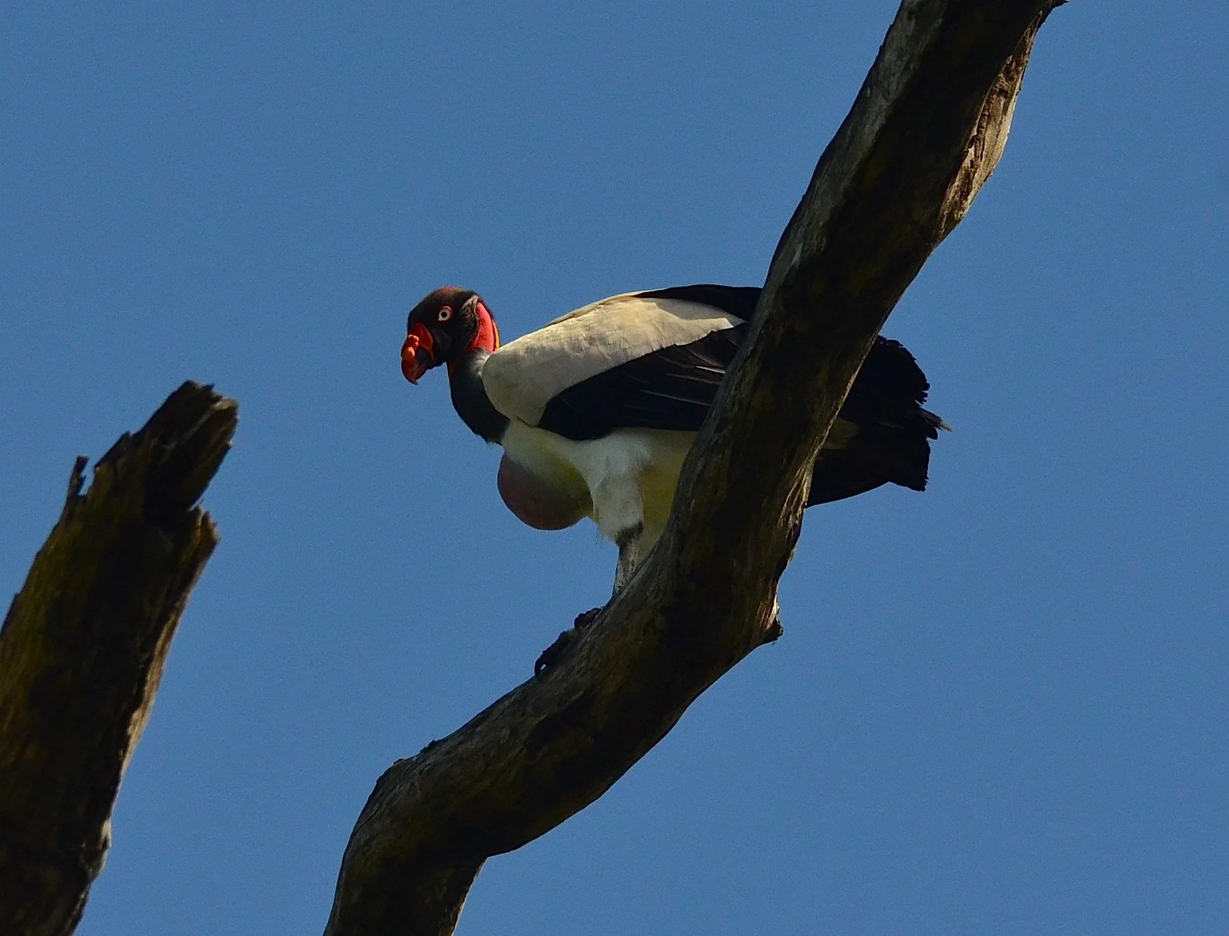 DSC_0858.JPG