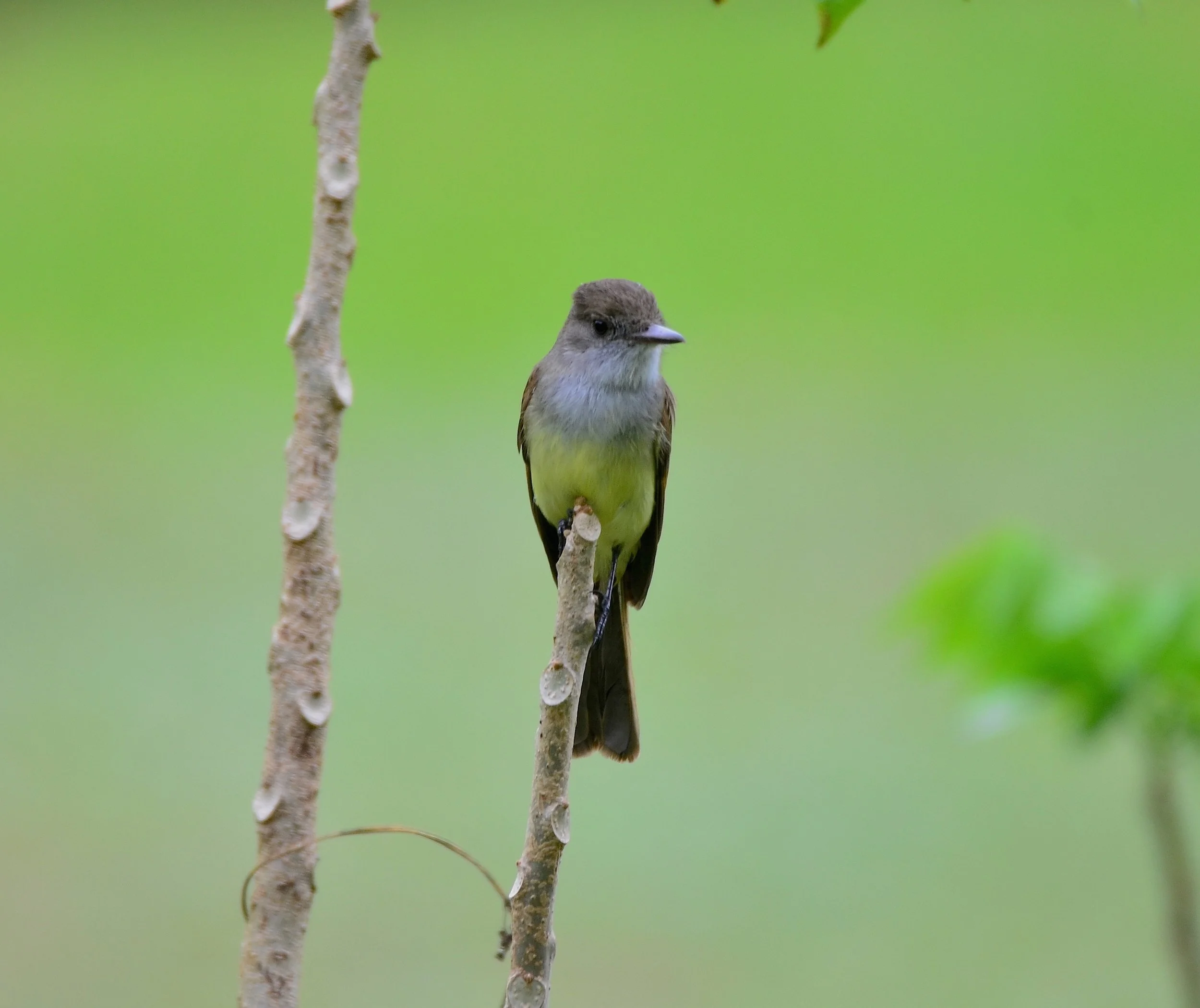 DSC_2706.JPG