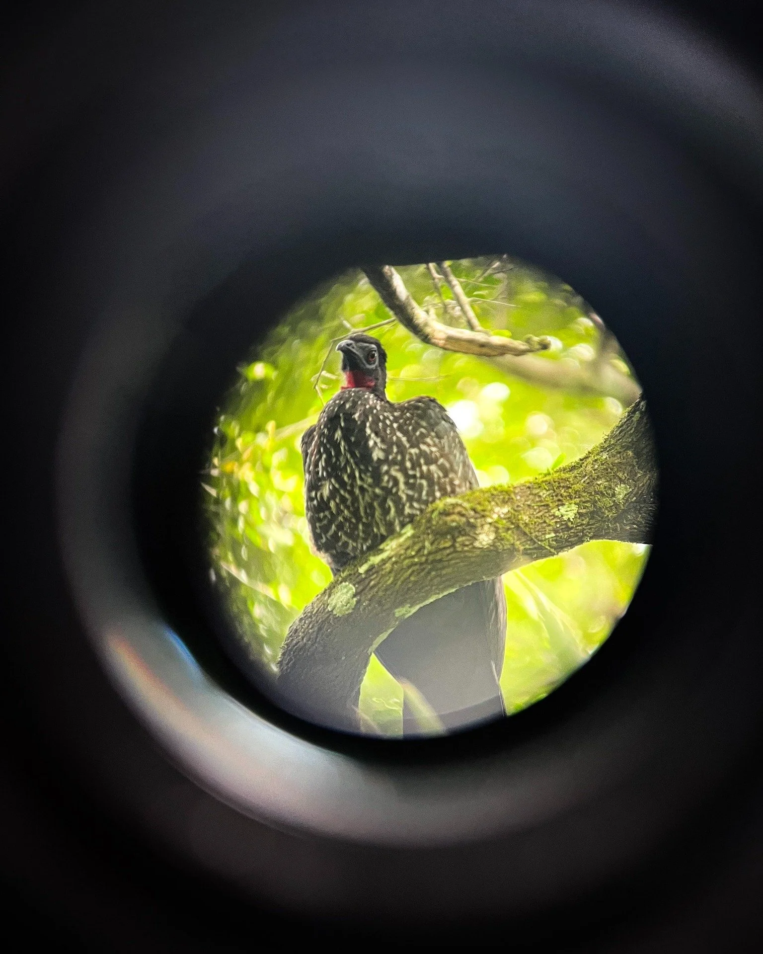 A crested guan in the treetops, seen through the eyepiece of a spotting scope