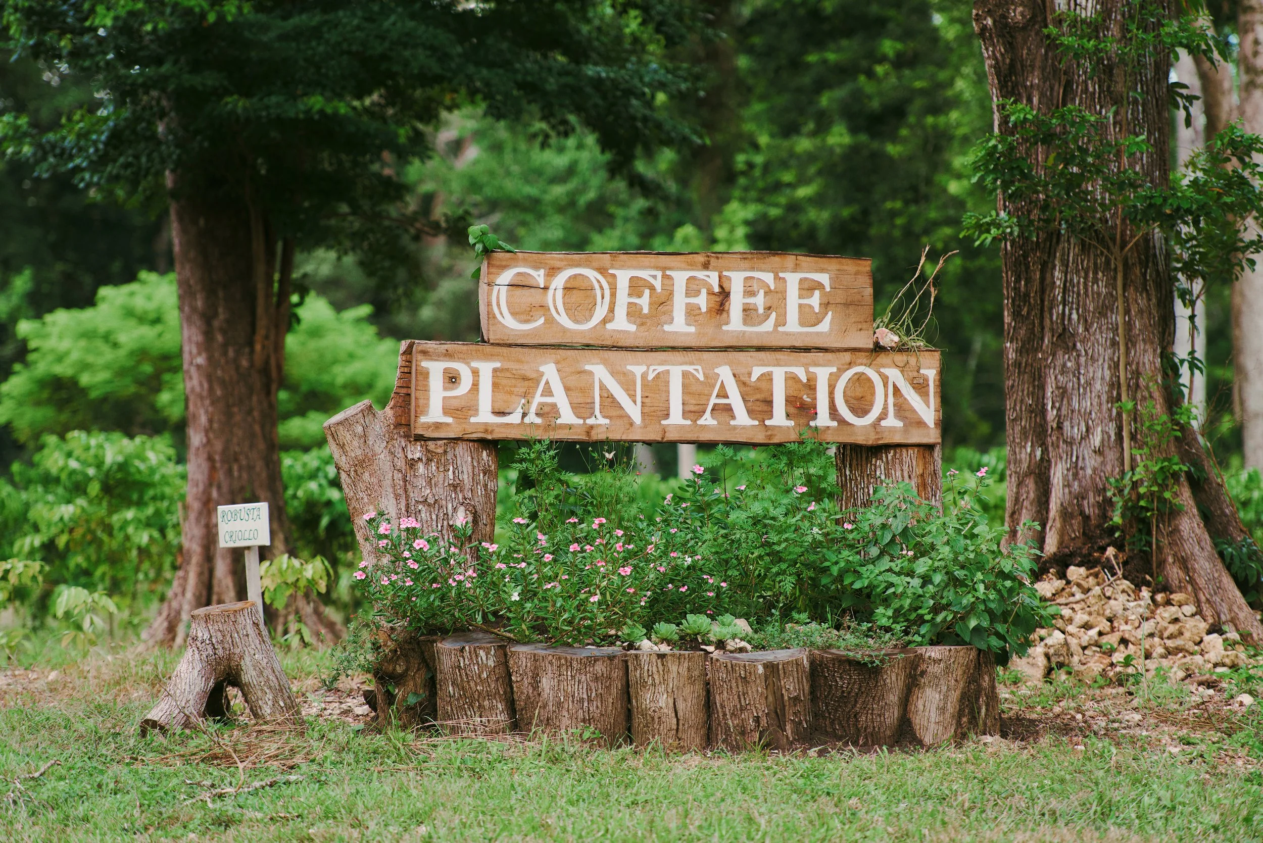 Wooden sign reading Coffee Plantation between two trees, with plants at its base