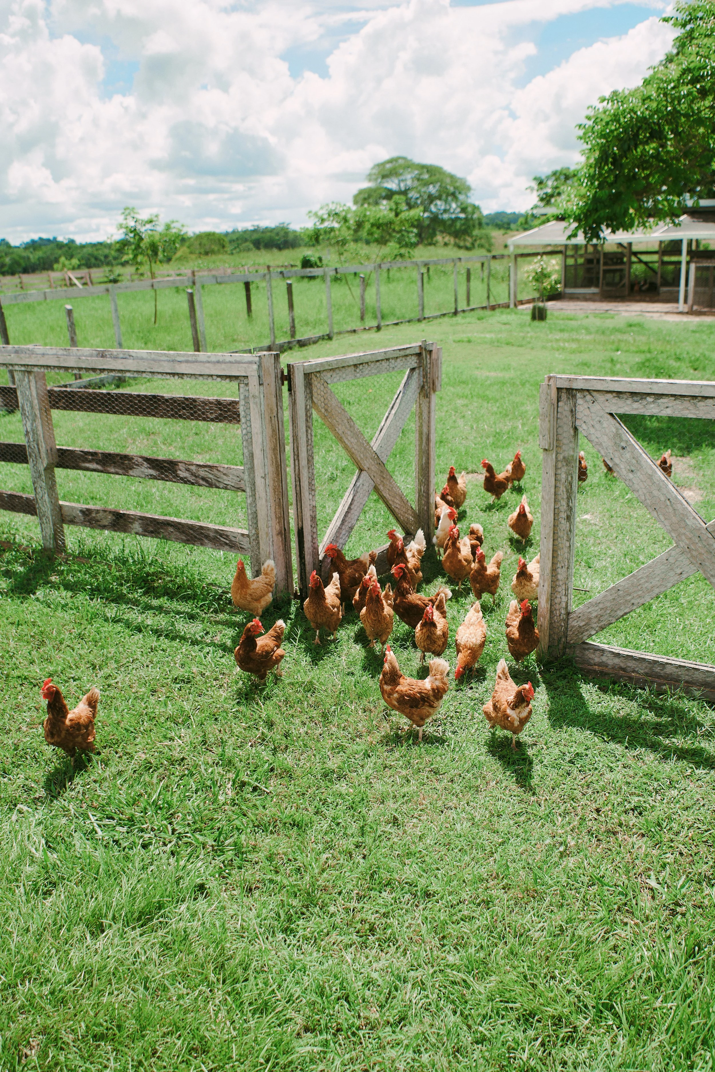 Chickens on the grass by a wooden gate, with a fenced pasture and trees under a cloudy sky
