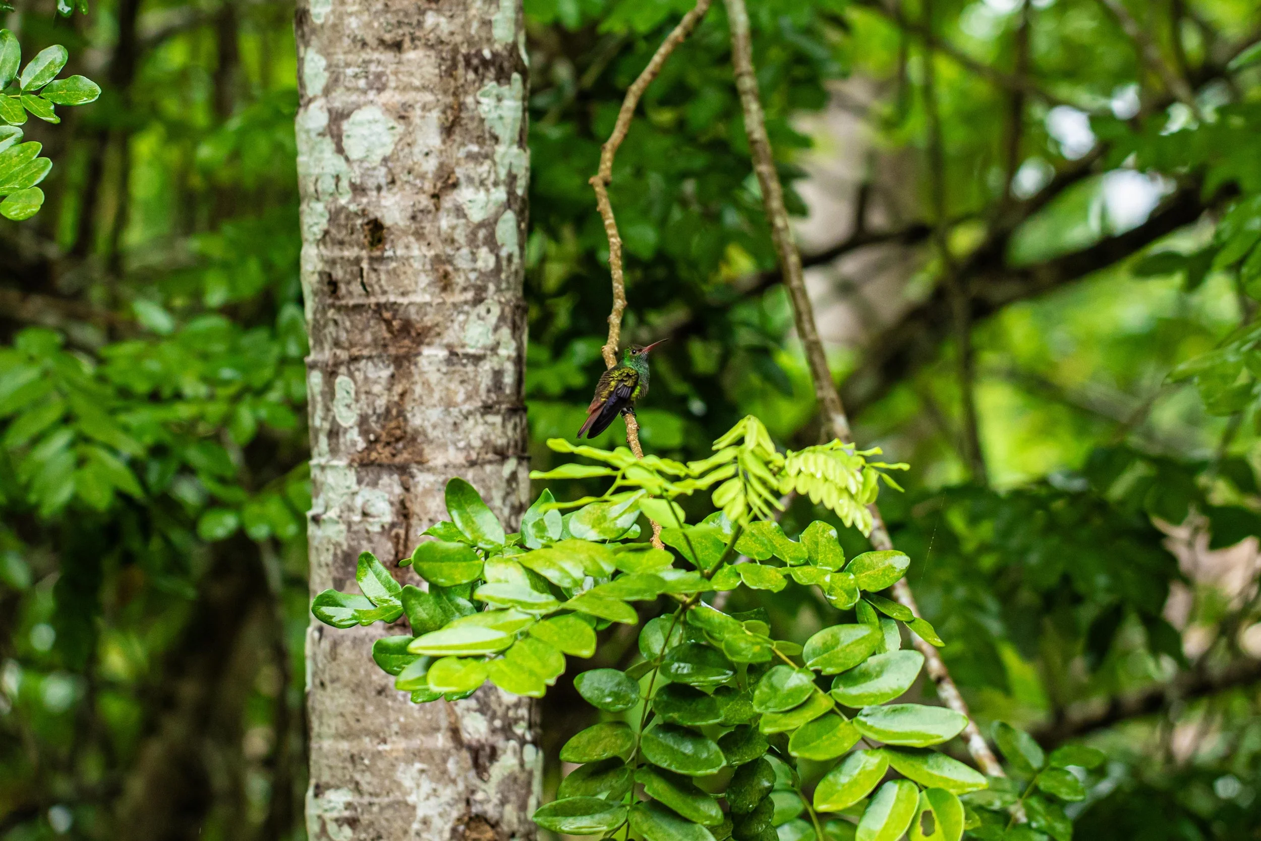 A colorful bird perched on a small branch in a lush green forest