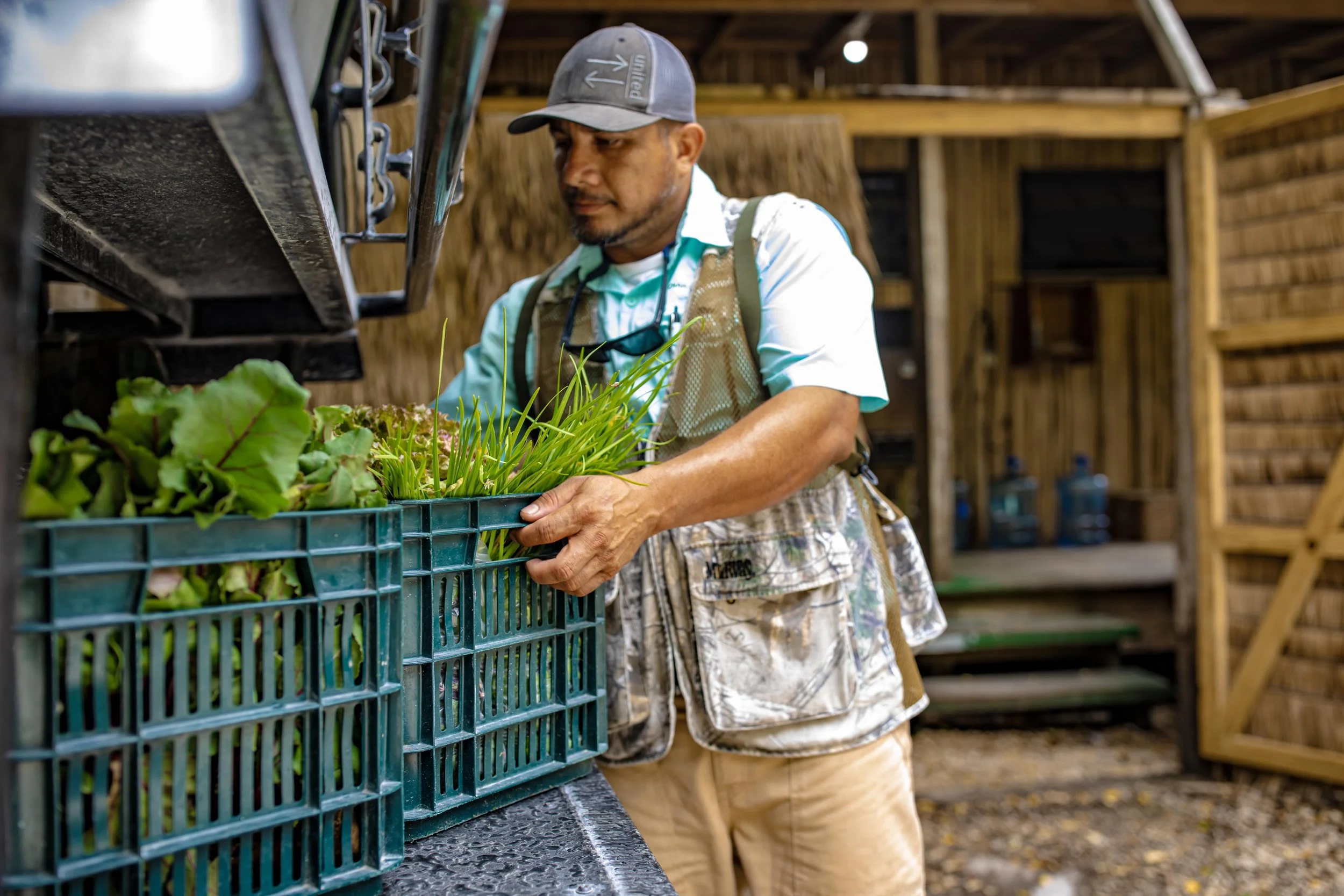 A man carrying a crate of leafy greens inside a farm building