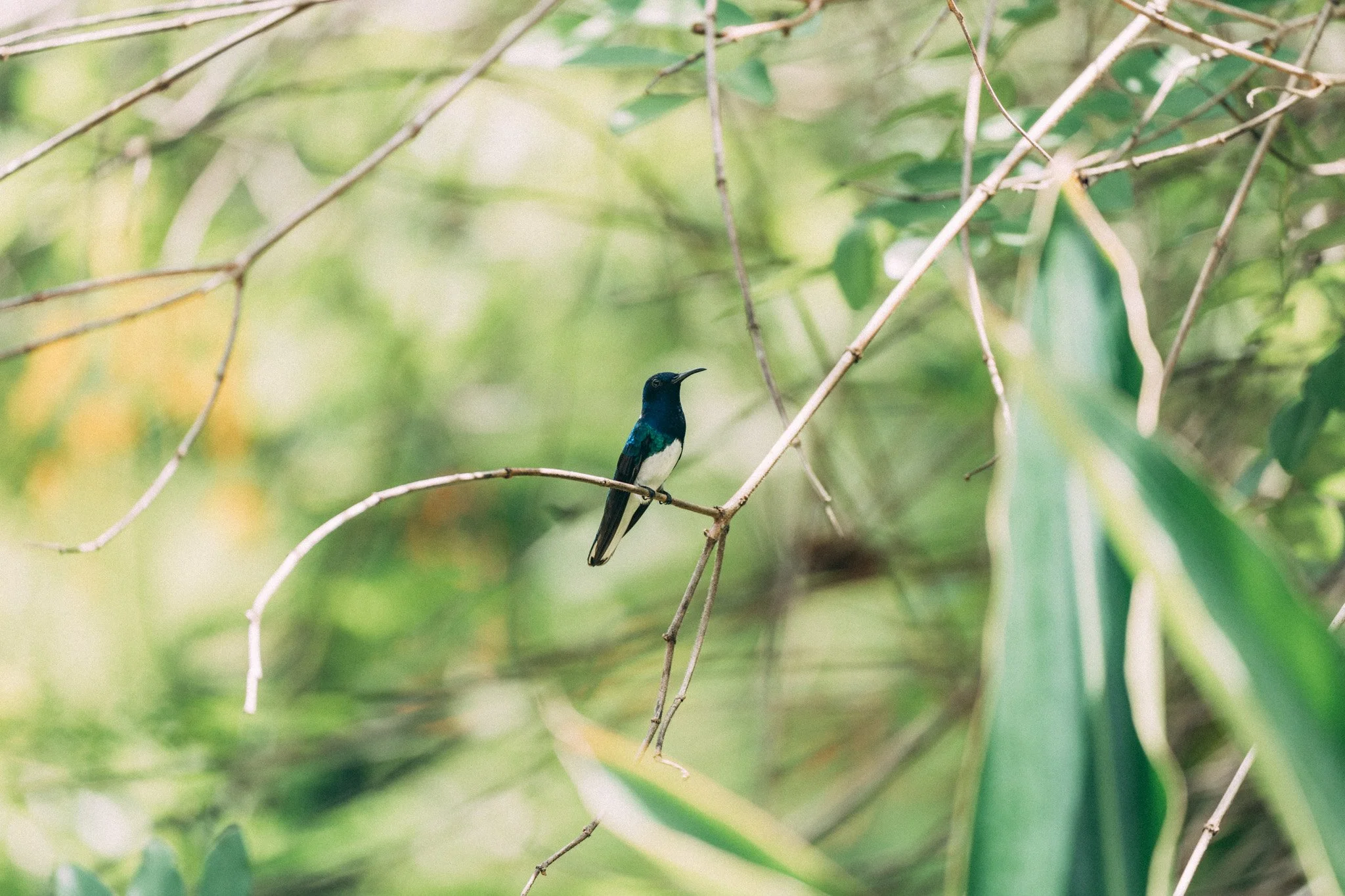 A small bird with iridescent blue-green feathers perched on a thin branch among green leaves and twigs.
