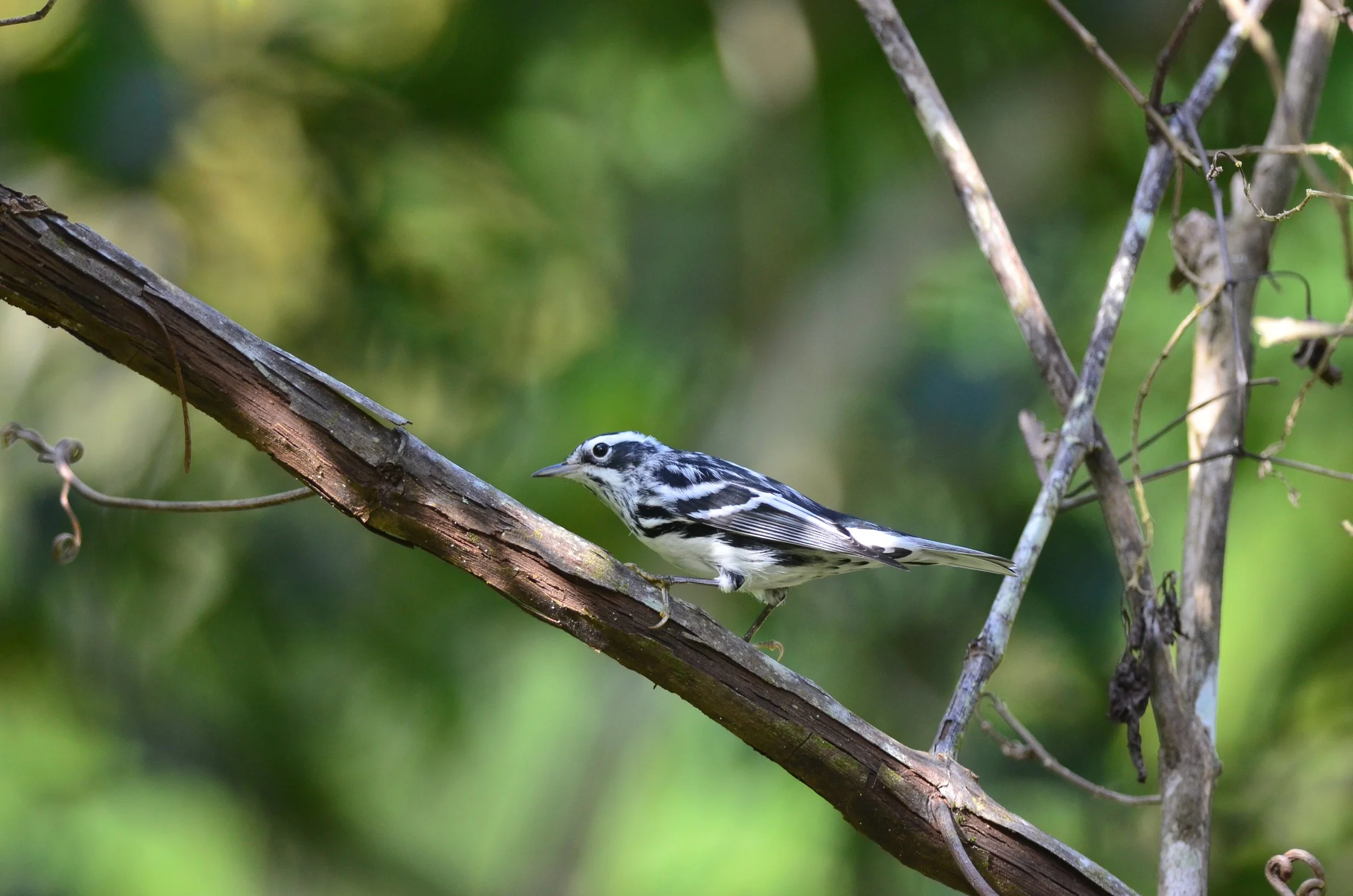 DSC_0471.JPG