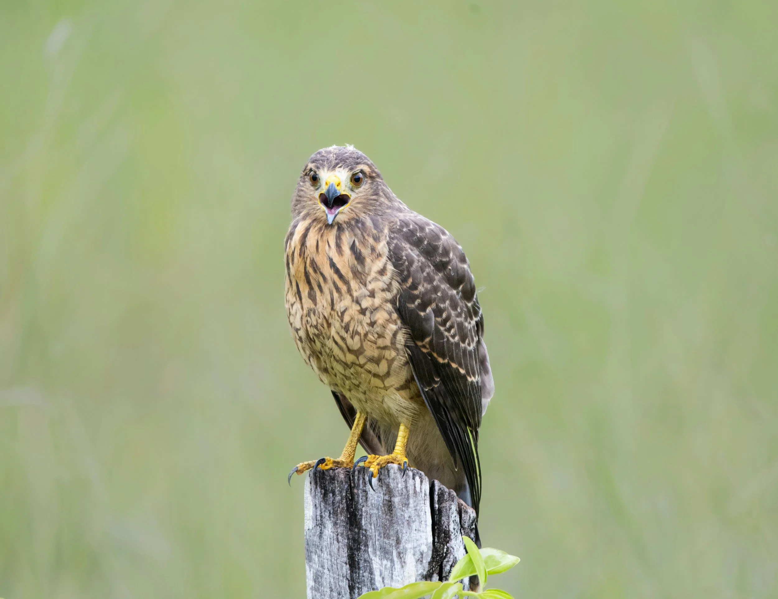 A bird of prey, possibly a hawk or falcon, perched on a weathered wooden post with a blurred green background. The bird has brown and cream feathers, yellow feet, and a sharp beak, with its mouth open.