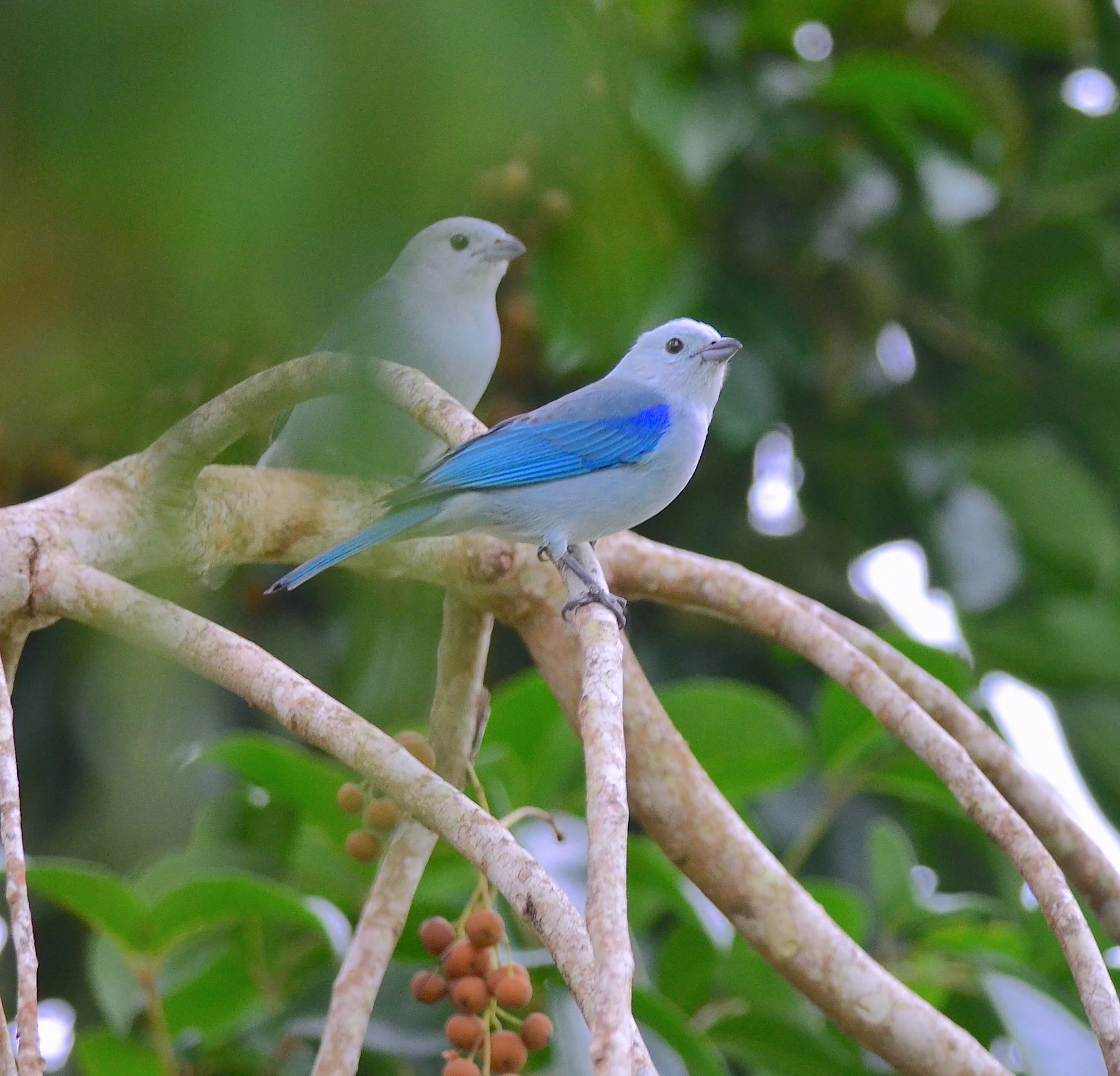 blue grey taniger.JPG