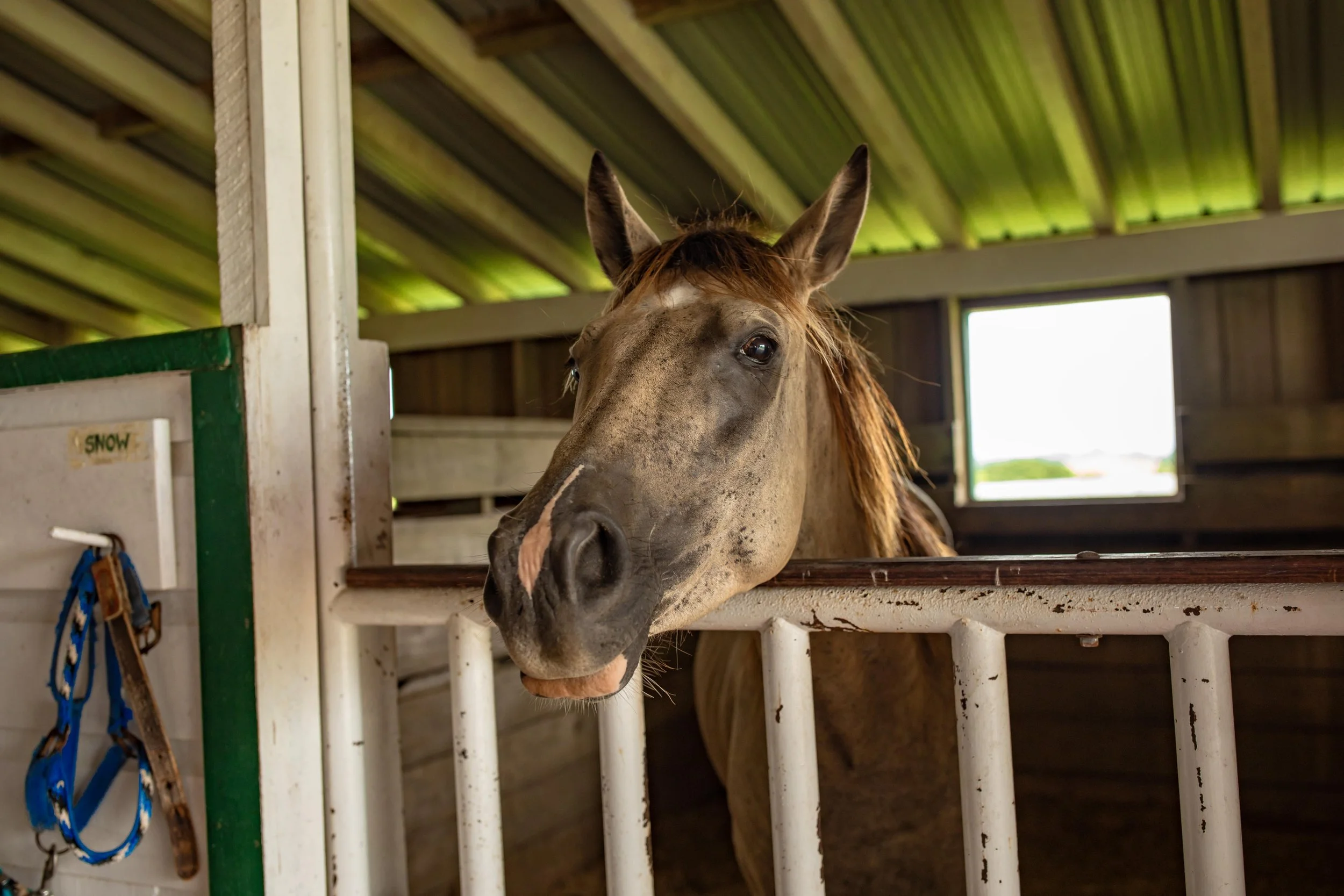 A horse peeking over a stable door with a wooden roof and window in the background.