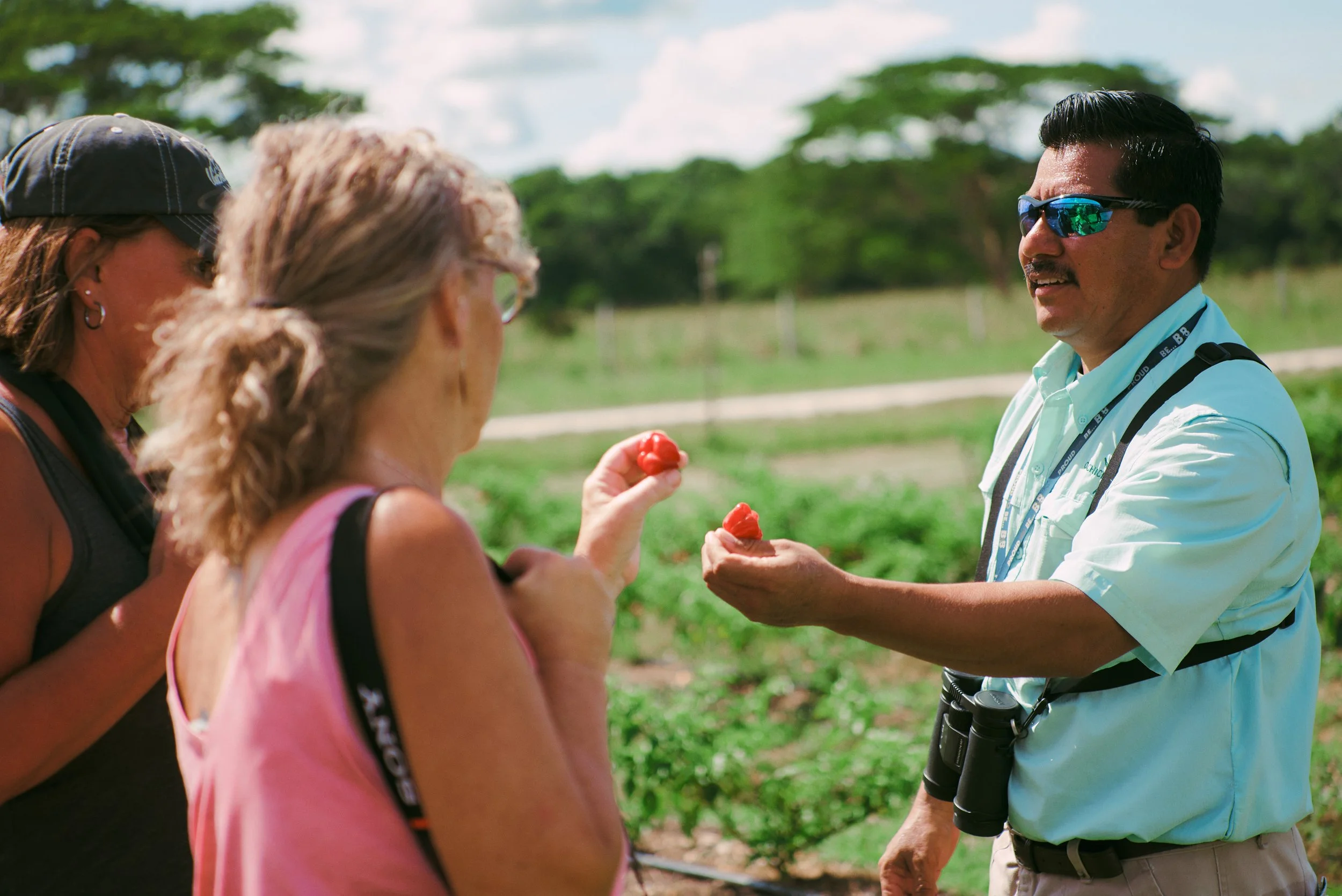 A guide hands a small red fruit to two guests in a farm field