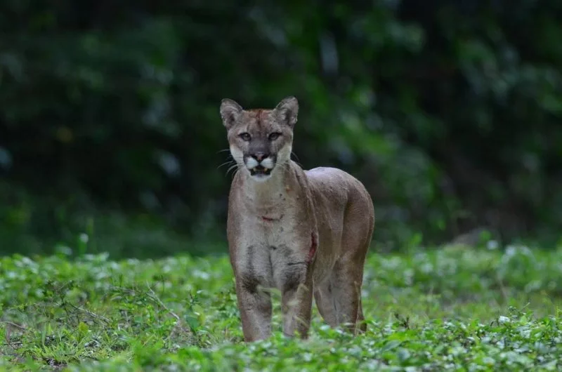 A photomontage of a cougar with the face of a lioness.