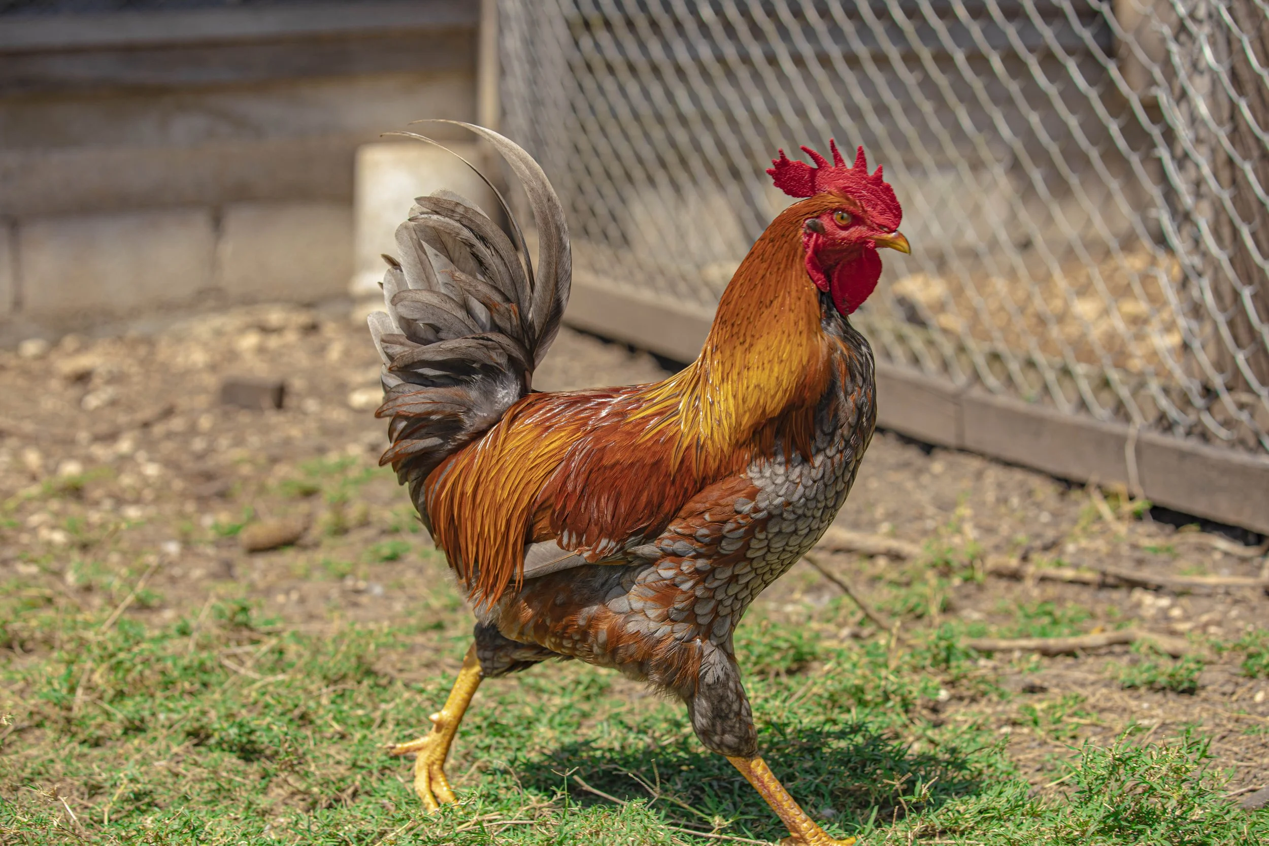 Rooster with red, orange and black feathers walking on grass beside a chain-link fence