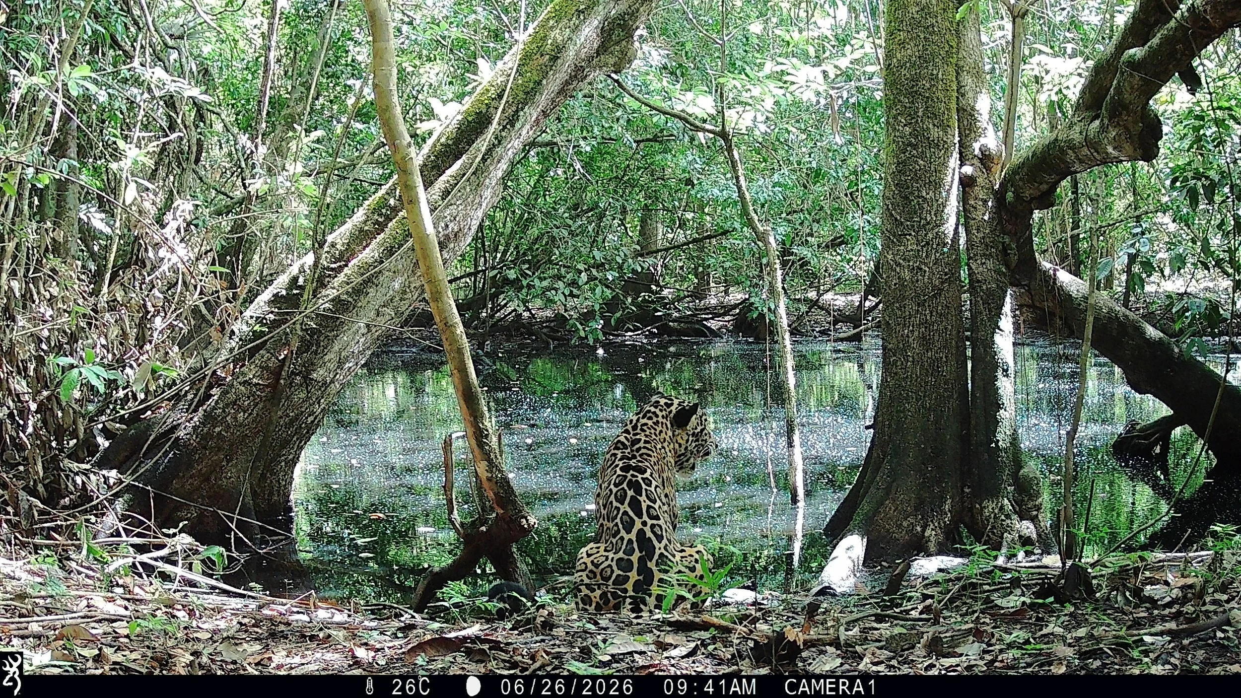 A jaguar sitting in a swampy forest area, surrounded by trees and dense greenery.