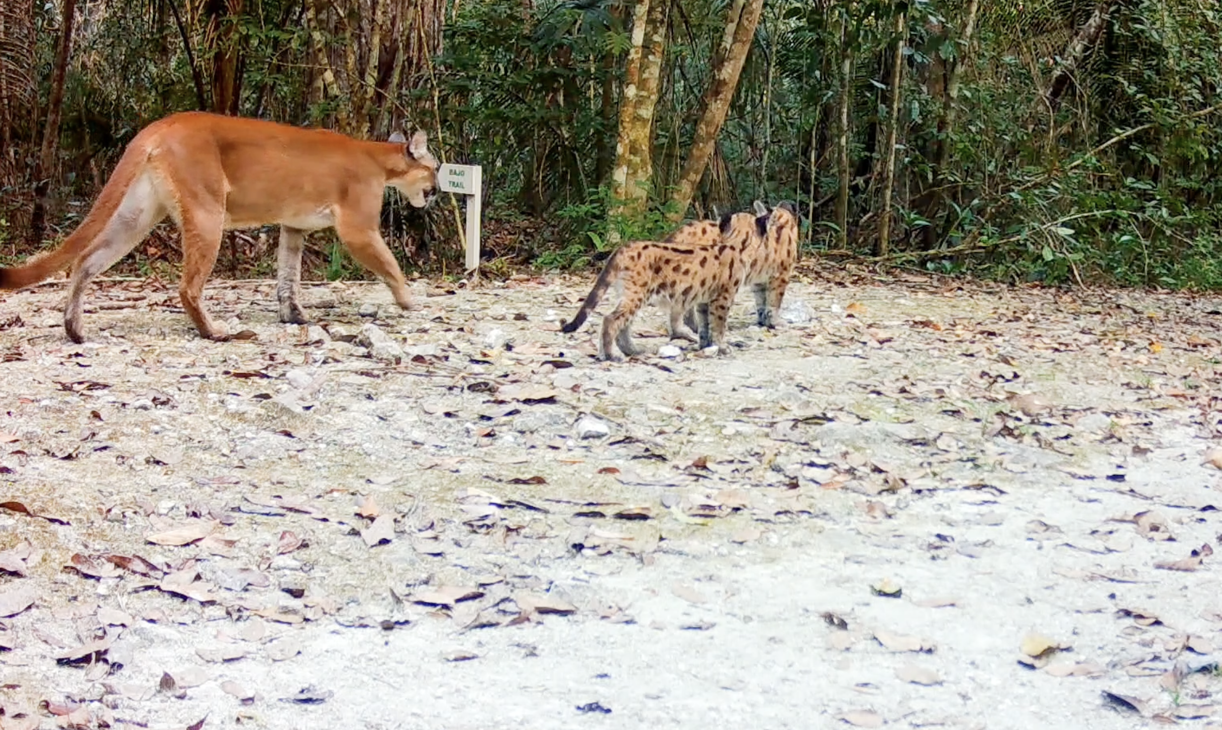 Trail-camera frame of an adult puma walking past with two spotted cubs