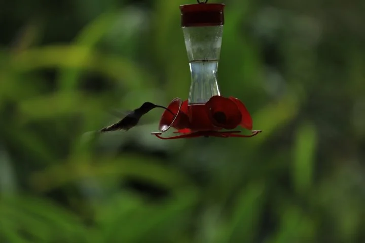 Hummingbird approaching a red hummingbird feeder in a green outdoor setting.
