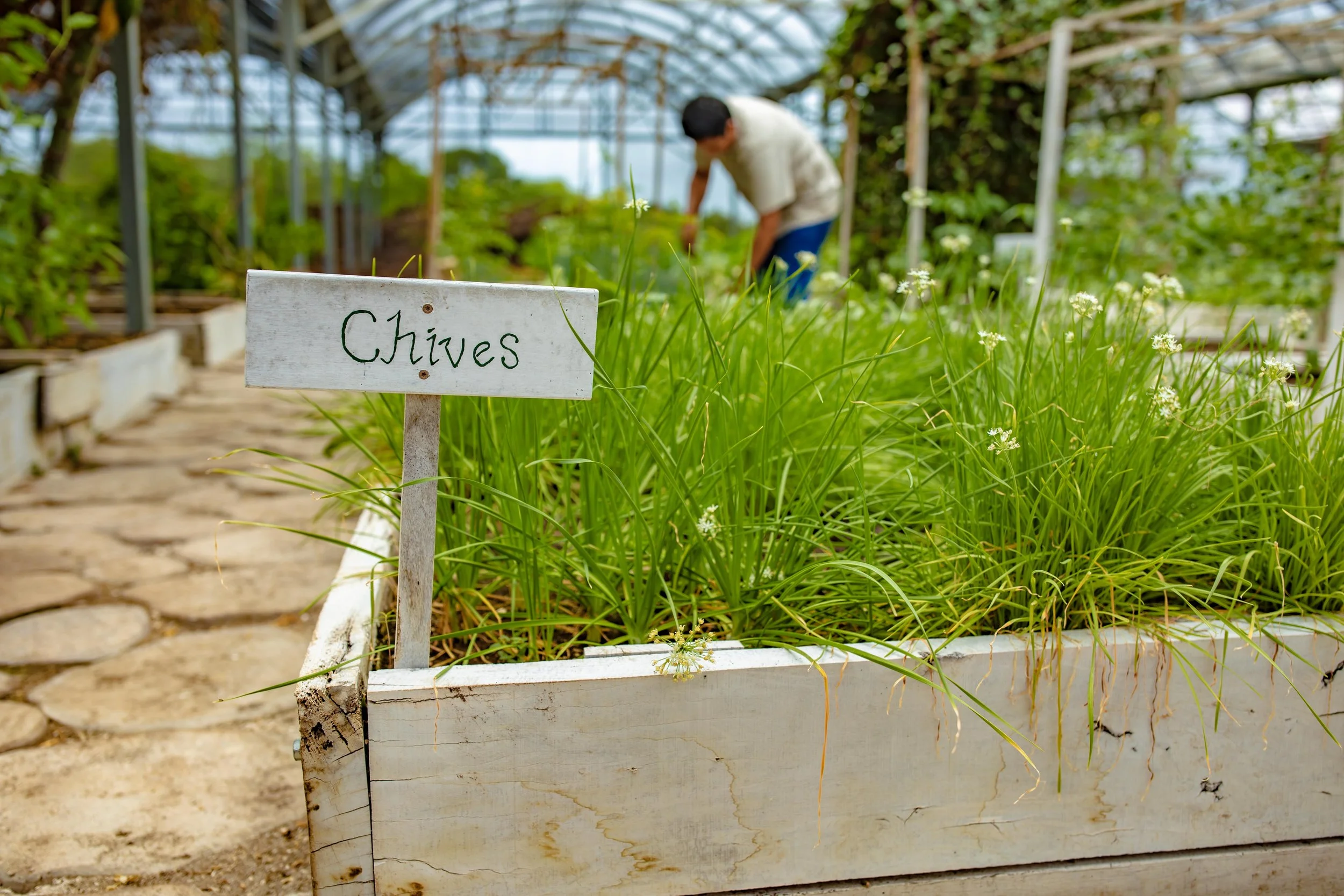 Bed of flowering chives with its name sign, in the greenhouse, as a person tends plants behind