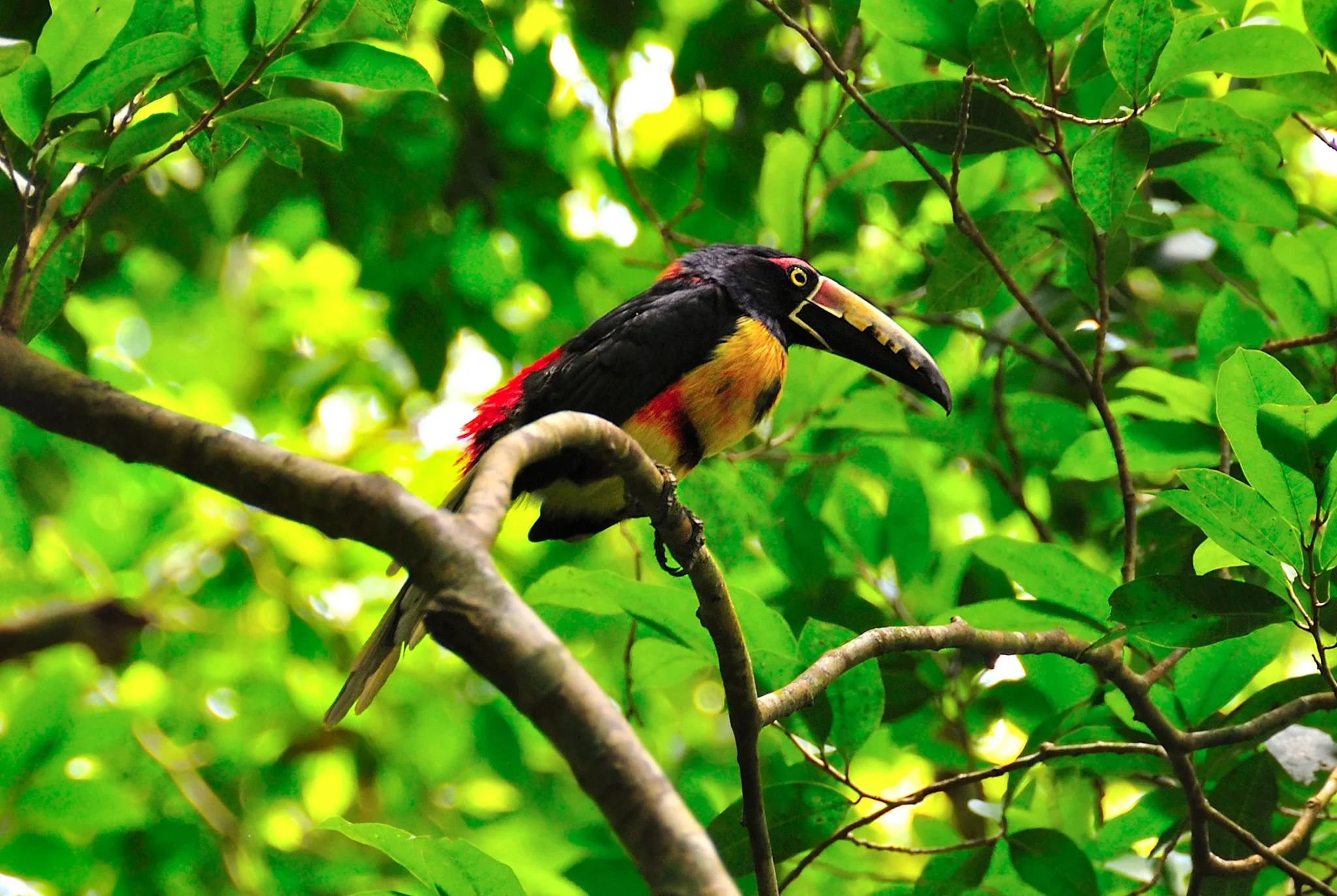 Collared aracari, a small toucan, perched on a branch among green leaves