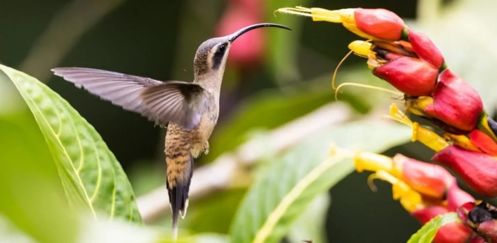 A hummingbird feeding at a cluster of red and yellow flowers