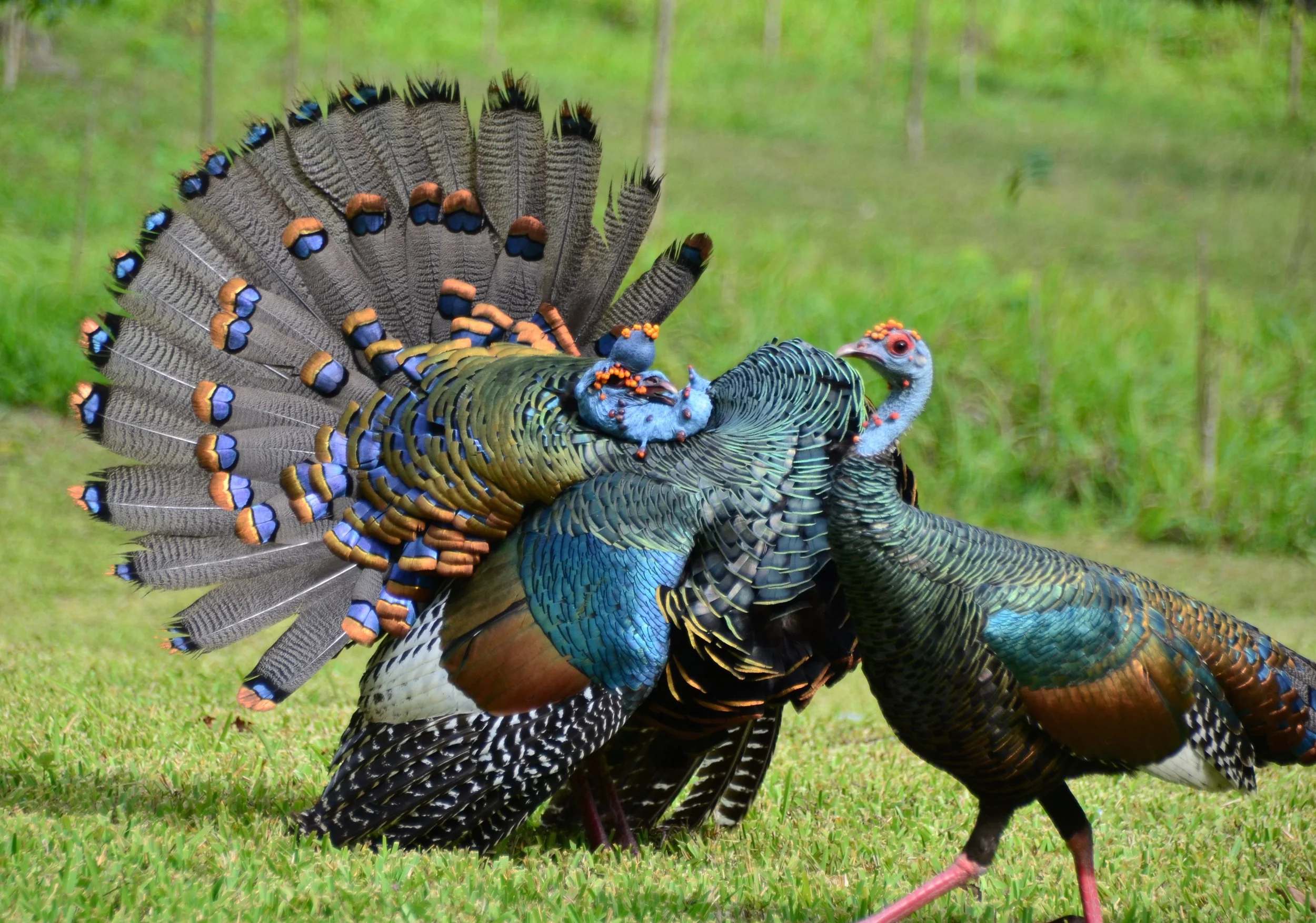 Ocellated turkey fanning its tail in display on a grass lawn